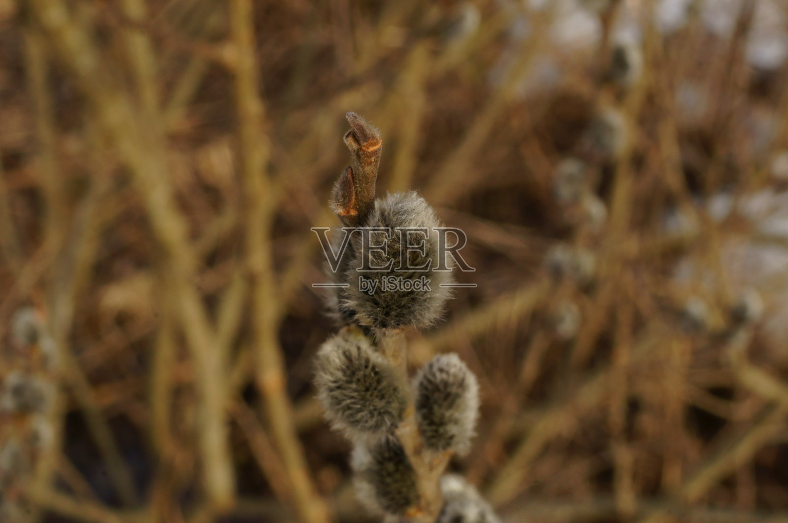 近距离照片毛茸茸的柳树花照片摄影图片