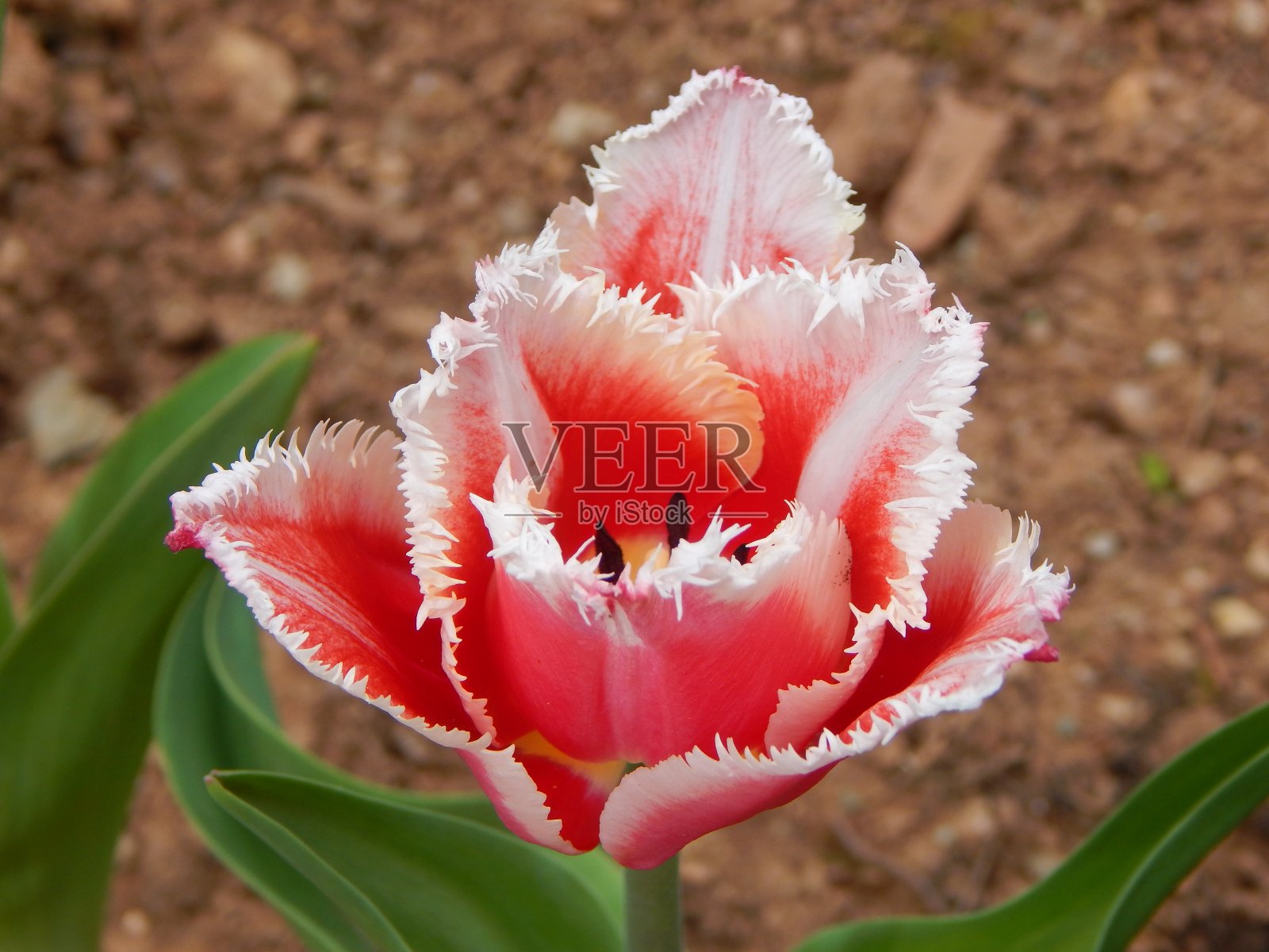 花园里的粉白色须边郁金香,特写照片摄影图片