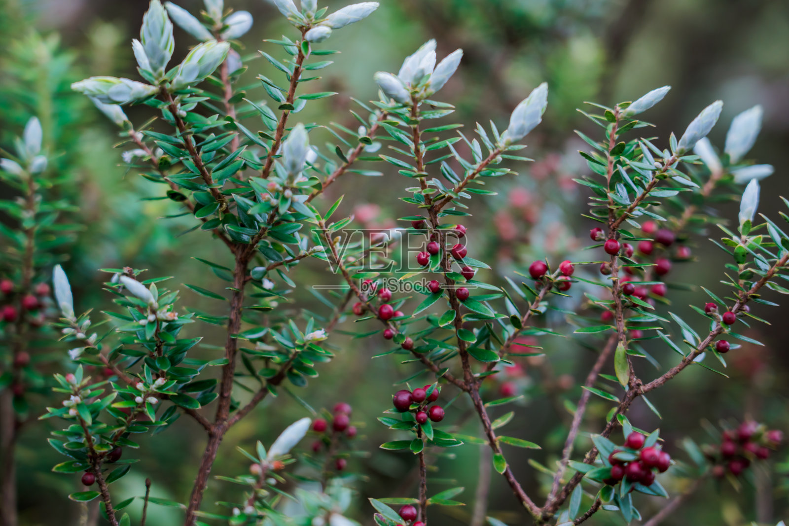 夏威夷欧胡岛卡卡拉山小径的莱普特科菲拉·塔梅亚米亚照片摄影图片