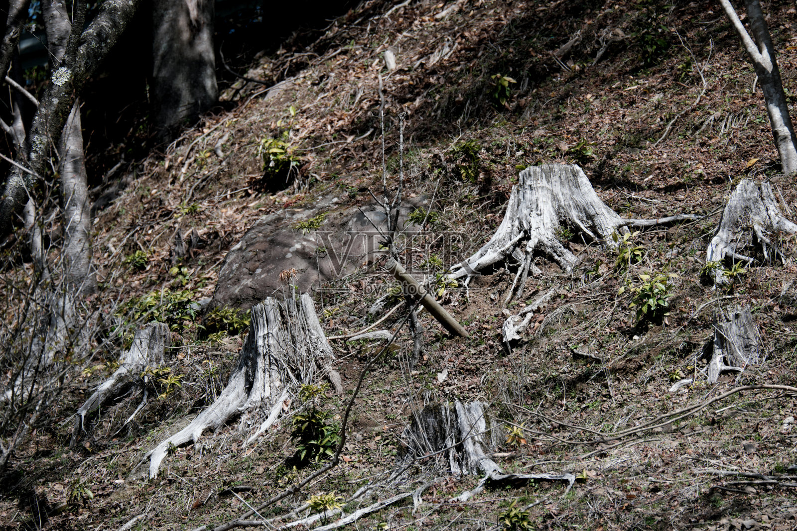 残留在斜坡上的树桩的外观照片摄影图片