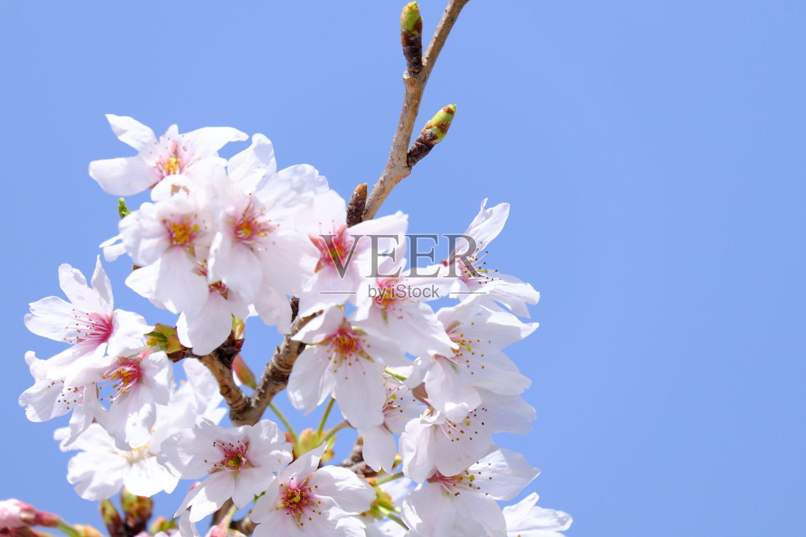 万里无云的天空,吉野樱花盛开照片摄影图片