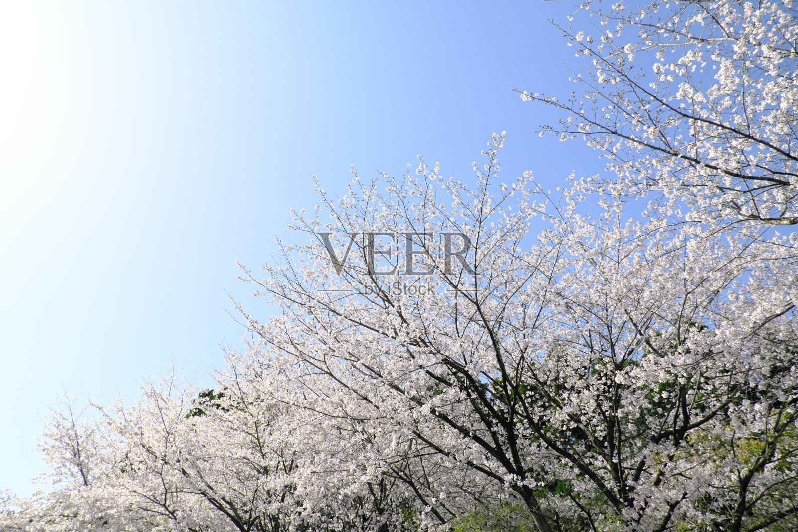 吉野樱花树的花瓣被太阳照亮照片摄影图片