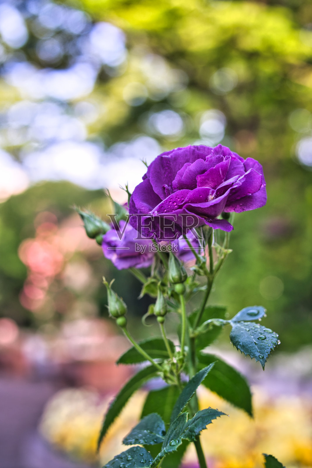 紫色玫瑰的特写——培育蓝色狂想曲照片摄影图片
