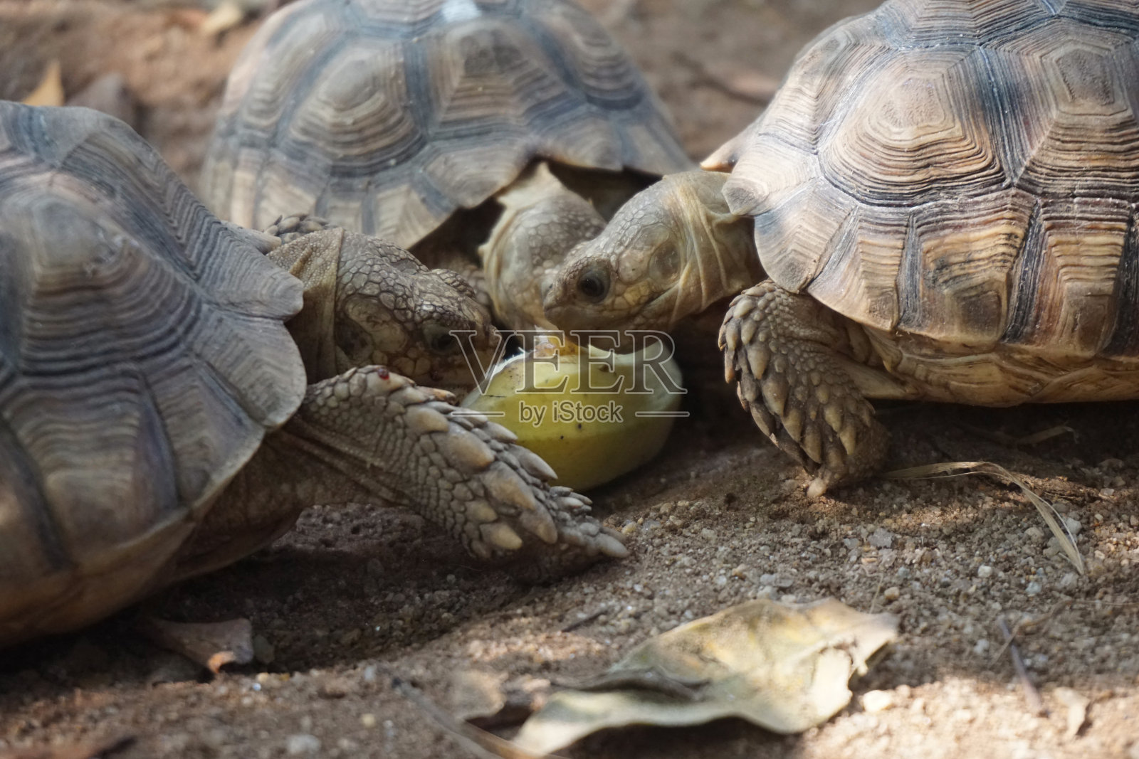 非洲苏卡塔龟的自然栖息地照片摄影图片