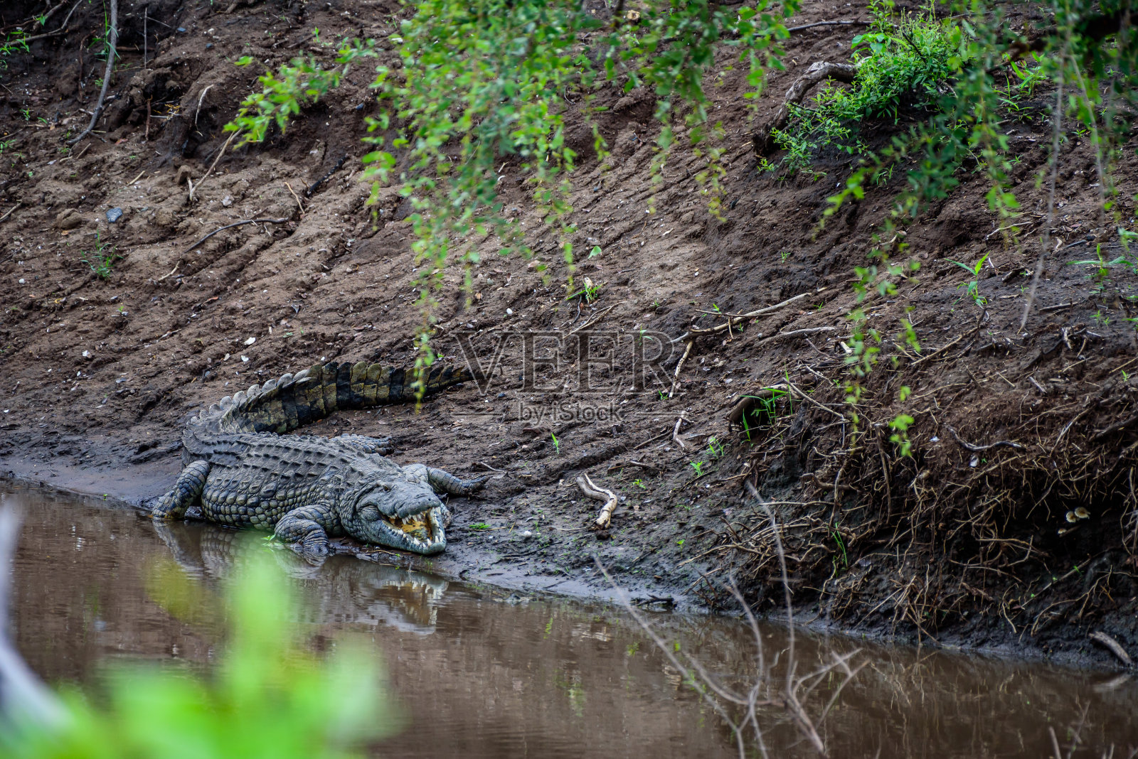 一只鳄鱼在南非克鲁格国家公园的一条河边休息,等待祈祷。照片摄影图片