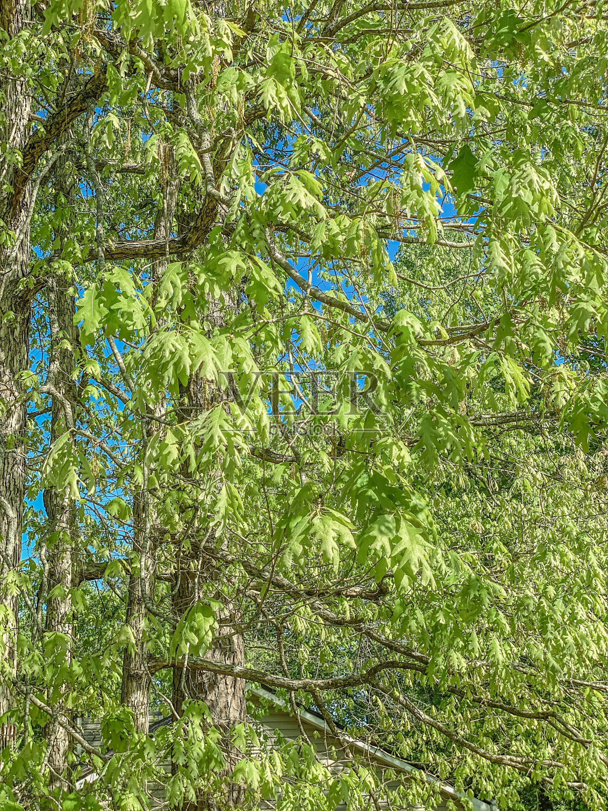 叶的背景照片摄影图片