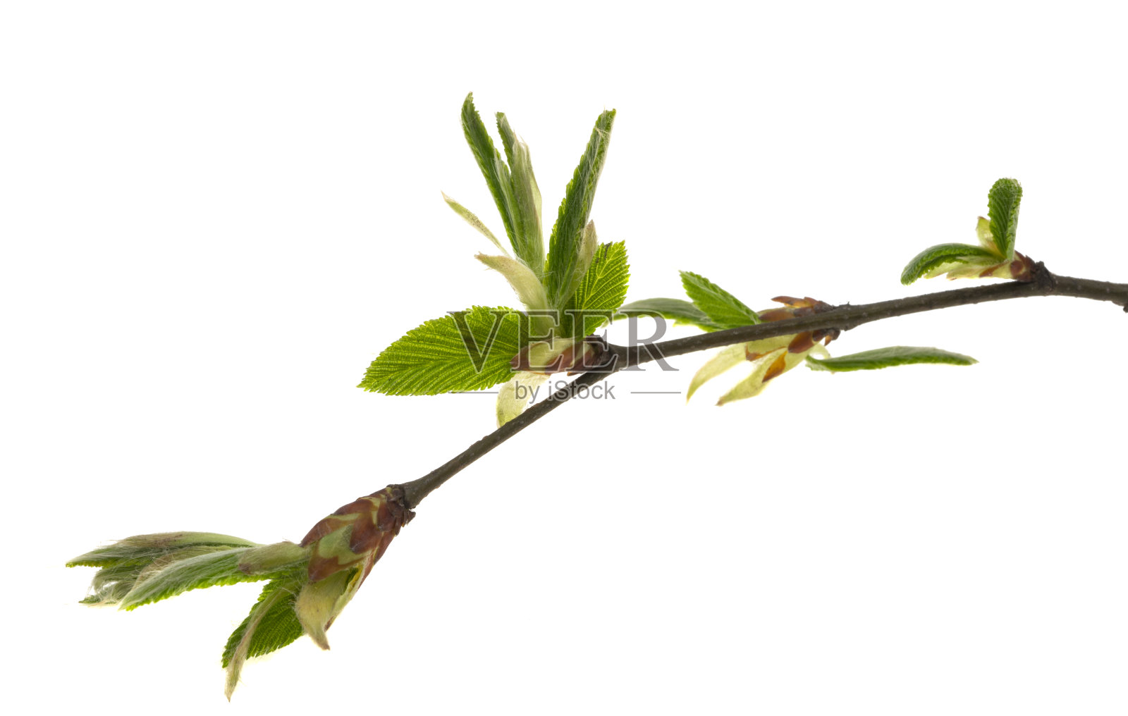 春天桤木分支照片摄影图片