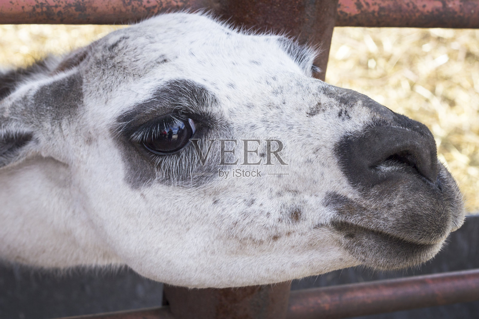 白色羊驼的口吻。哺乳动物肖像。照片摄影图片