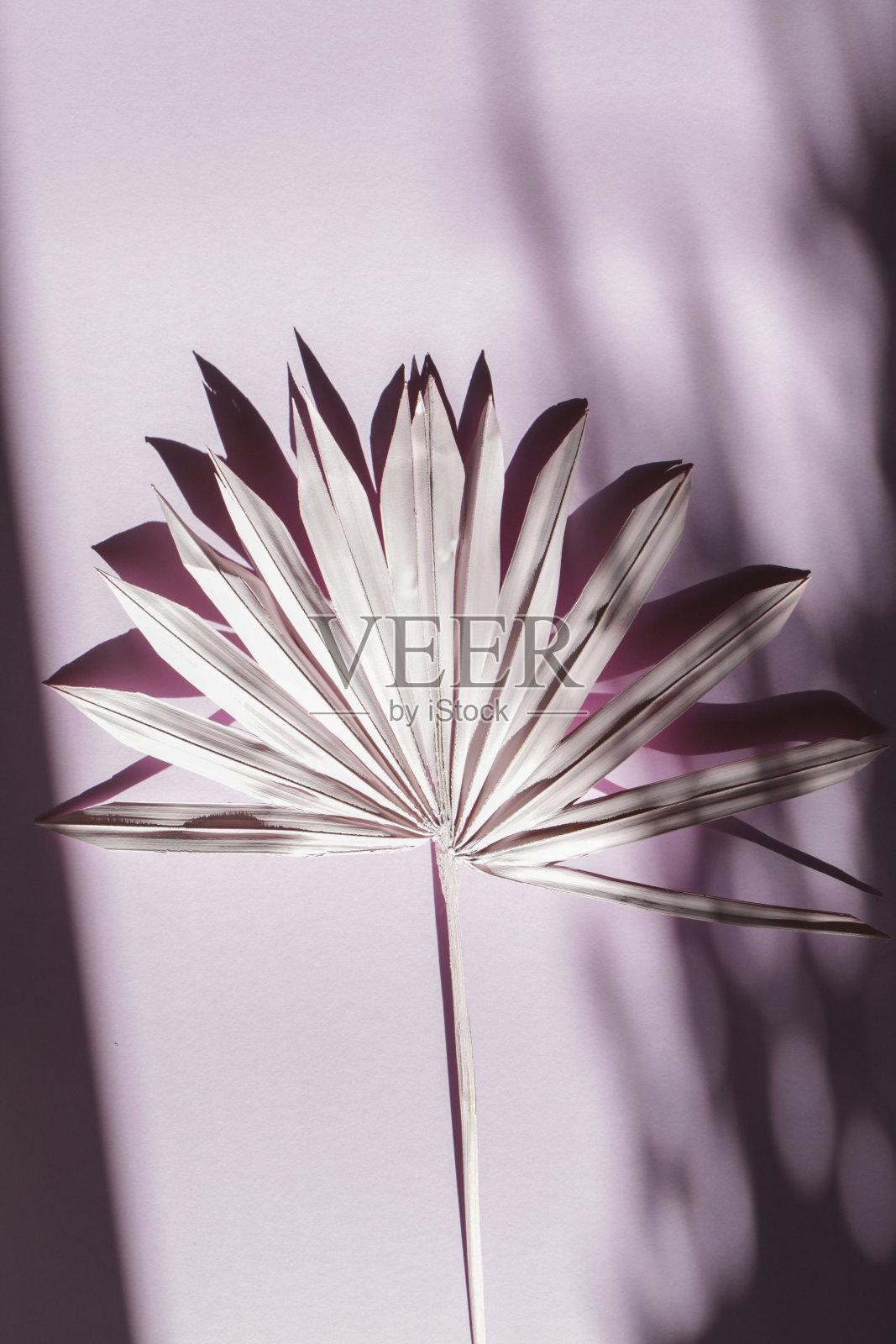 粉红色的棕枝在粉红色的背景上,有很深的阴影。最小的夏季异国情调概念。植物自然的设计。装饰在室内。照片摄影图片