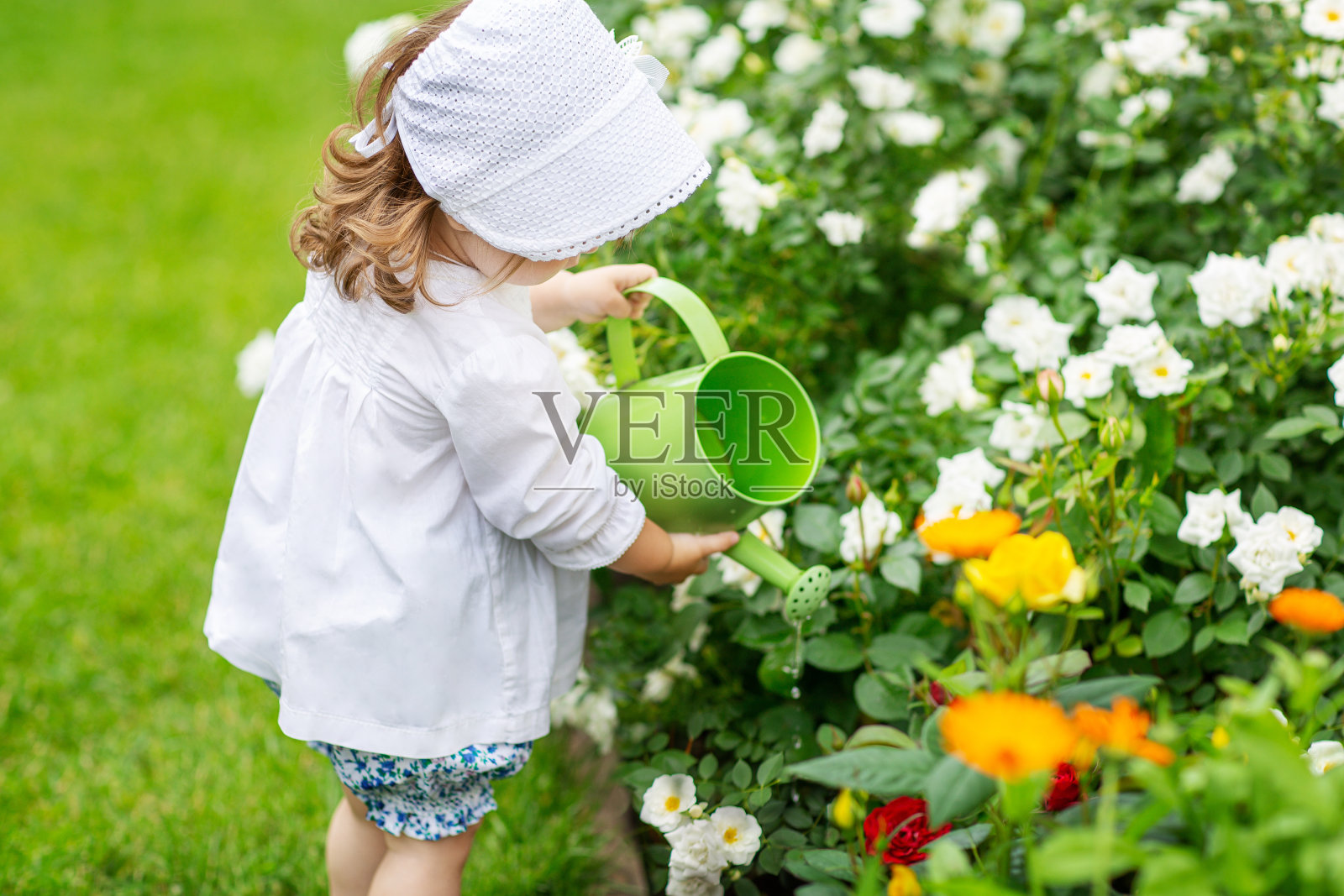 夏天的一天,一个小女孩在花园里照料鲜花,给花坛里的玫瑰浇水照片摄影图片