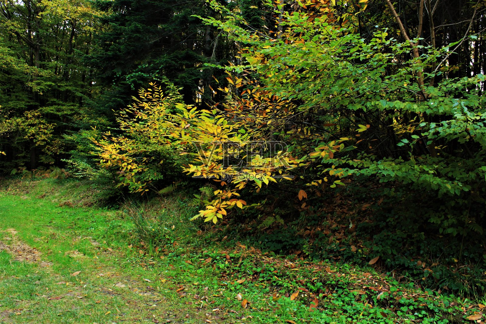 自然和秋天照片摄影图片