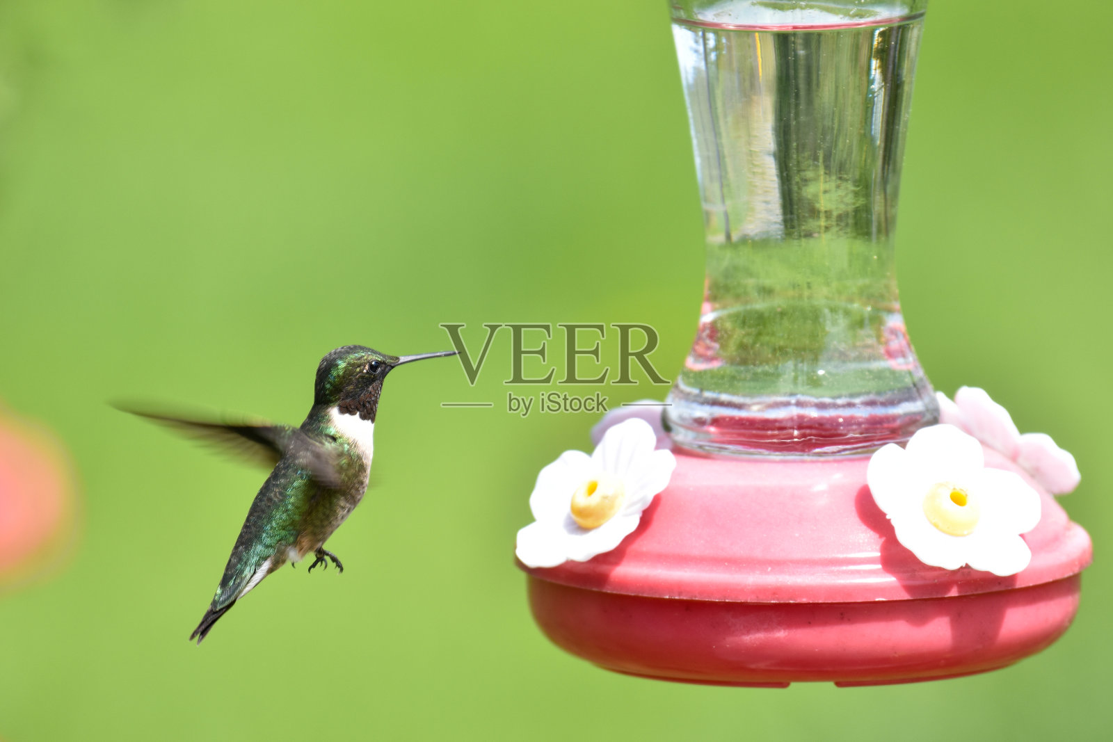 Ruby的过渡蜂鸟照片摄影图片