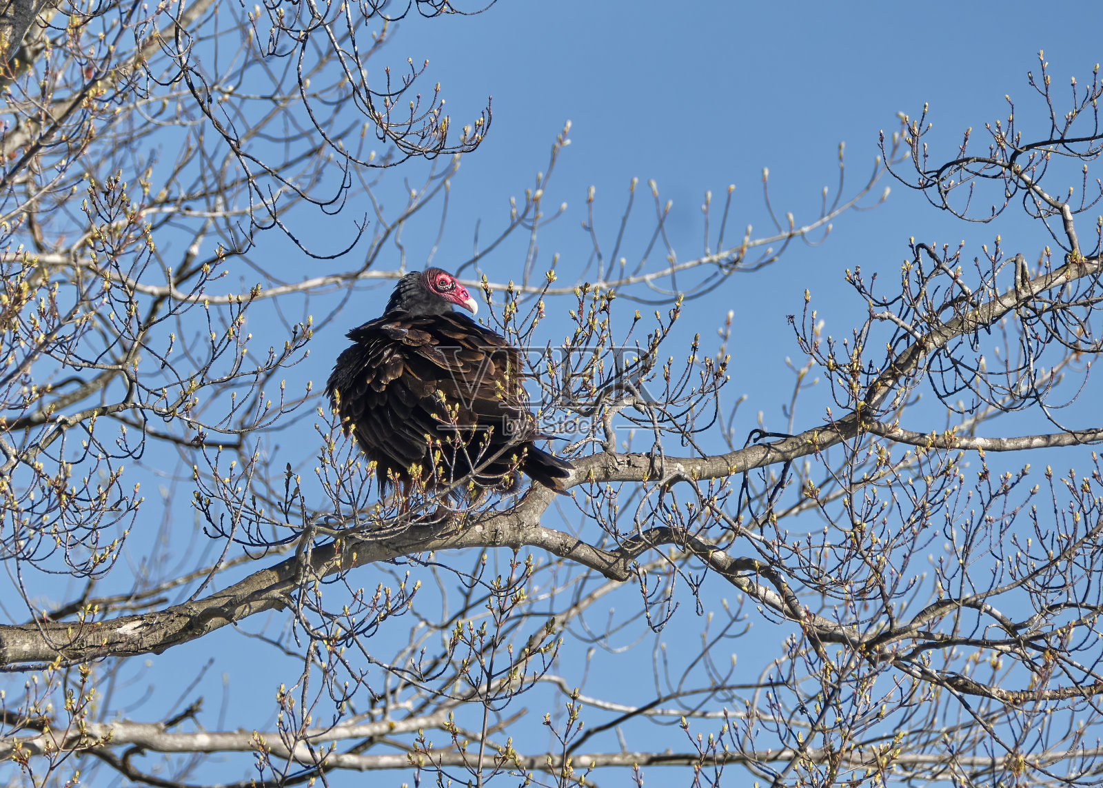 土耳其秃鹫栖息在一棵树上照片摄影图片