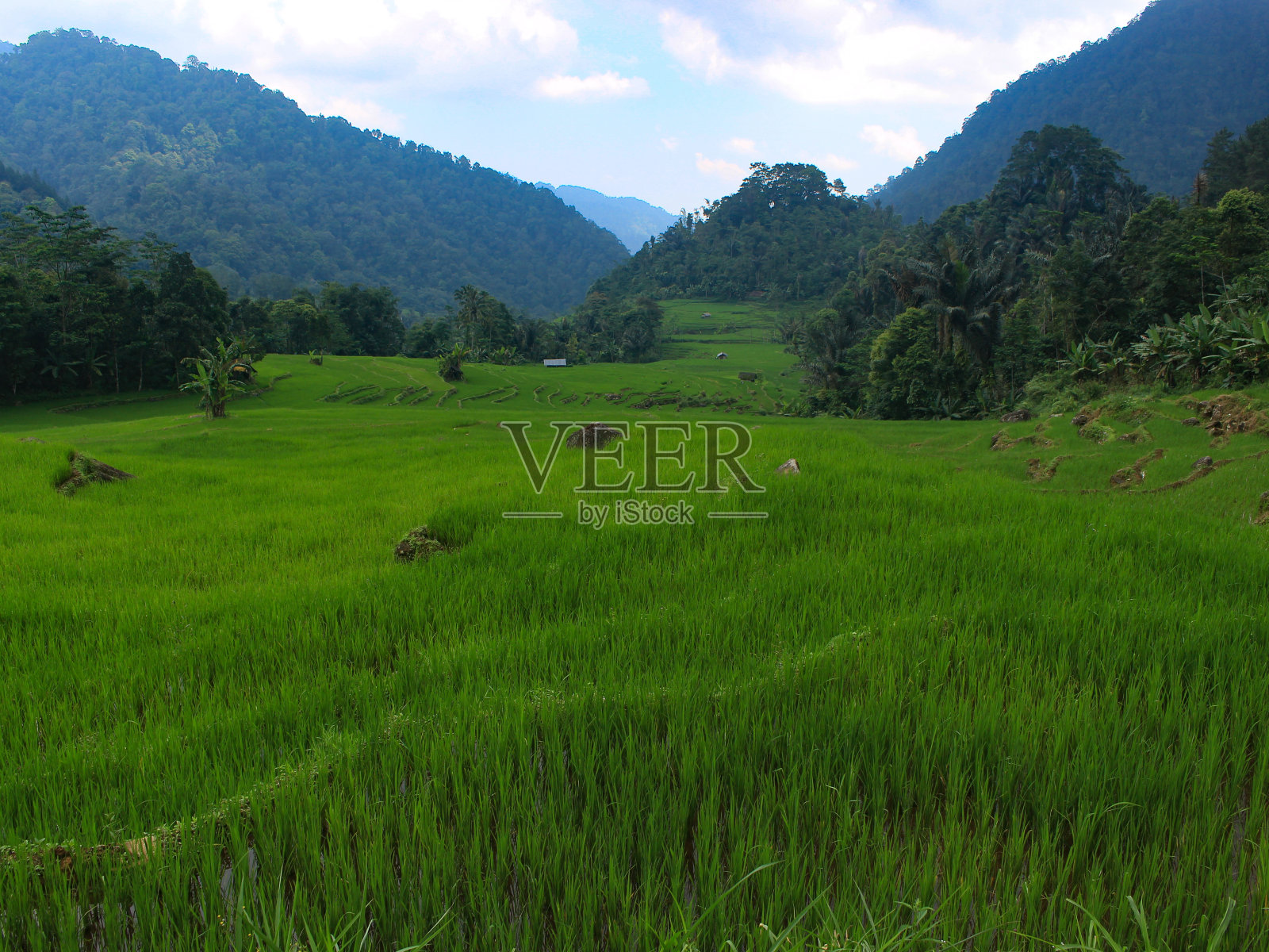 乡村梯田的自然景色美丽而宁静。照片摄影图片