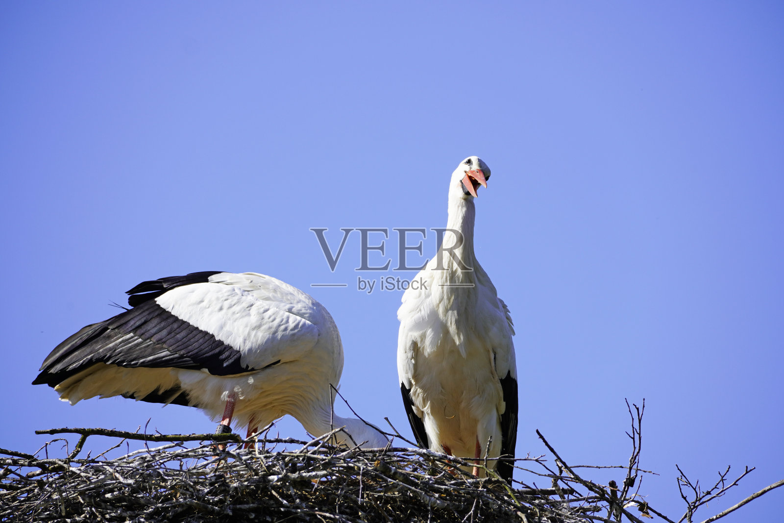 一双鹳照片摄影图片