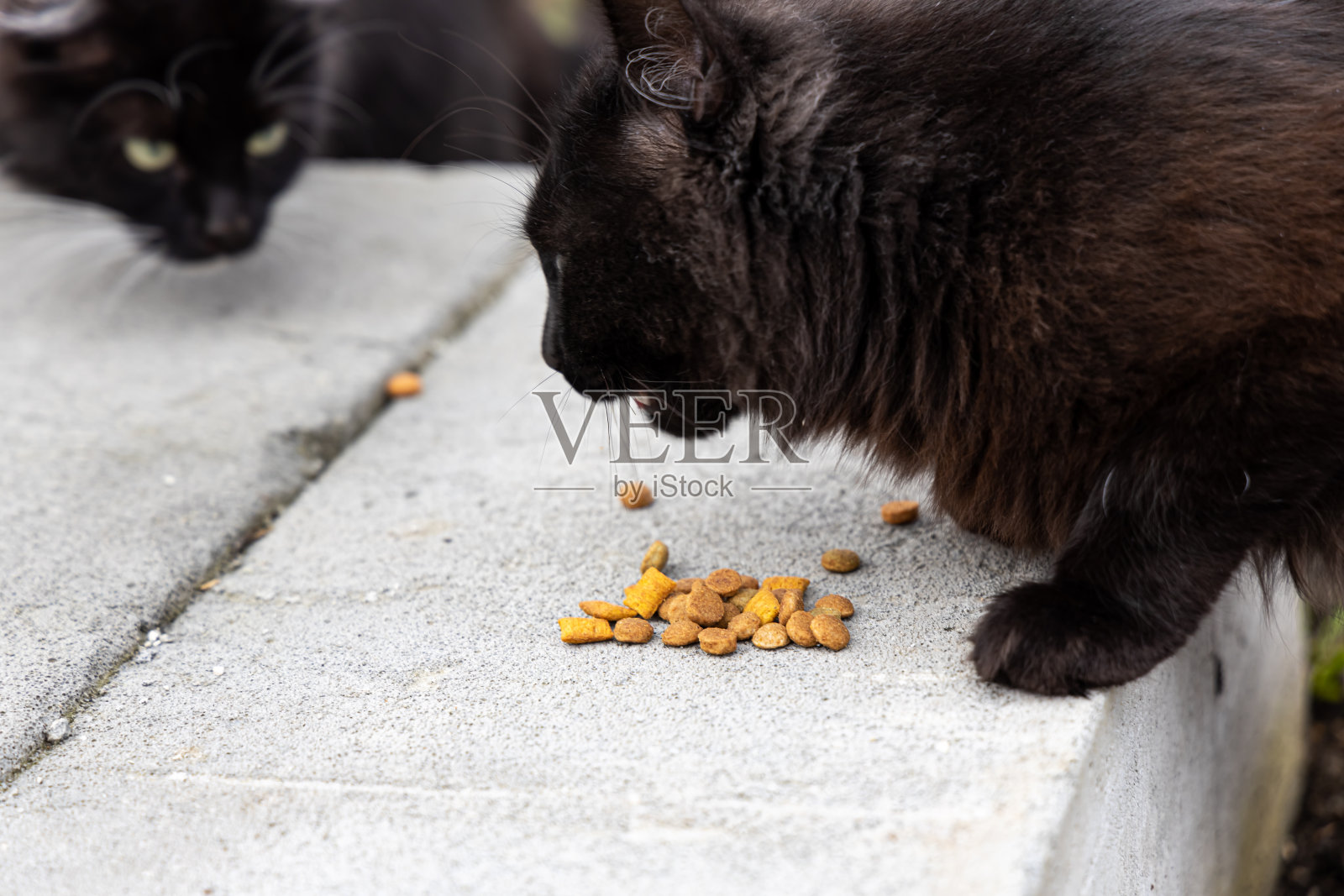 夏天,两只漂亮的成年年轻黑猫长着绿色的眼睛,胸前有一个白点,正在花园里吃褐色的猫食照片摄影图片