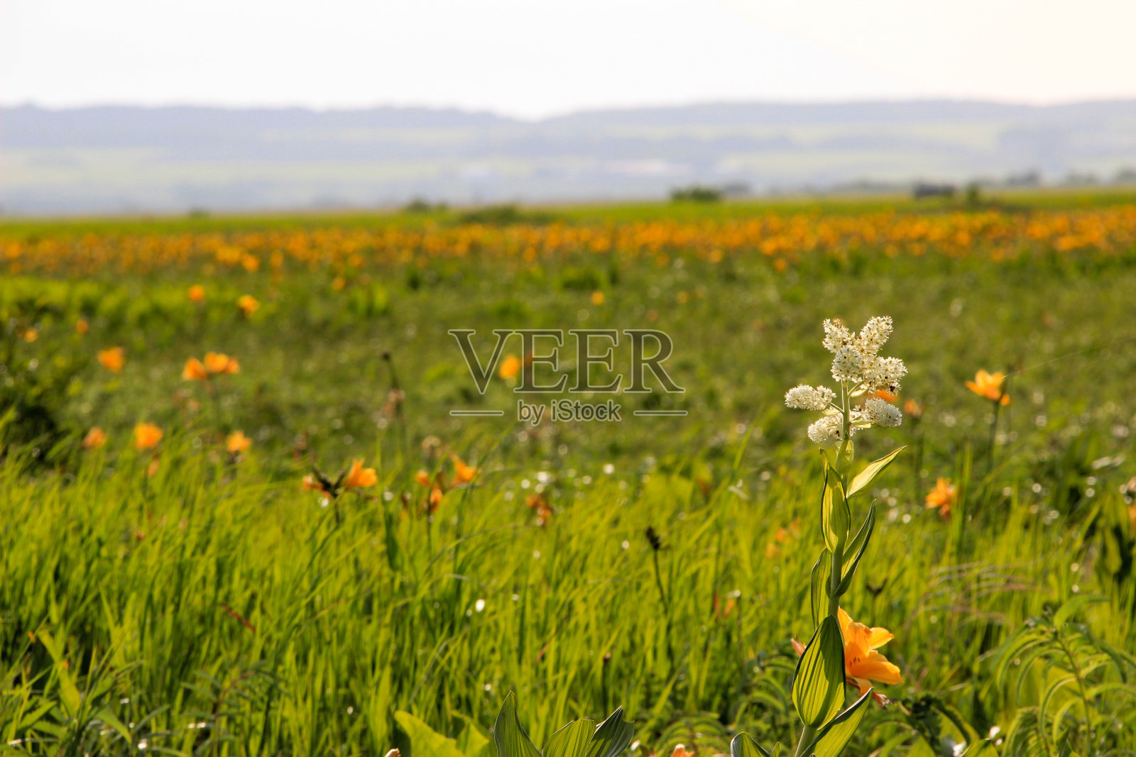 夏天沼泽地里的花照片摄影图片