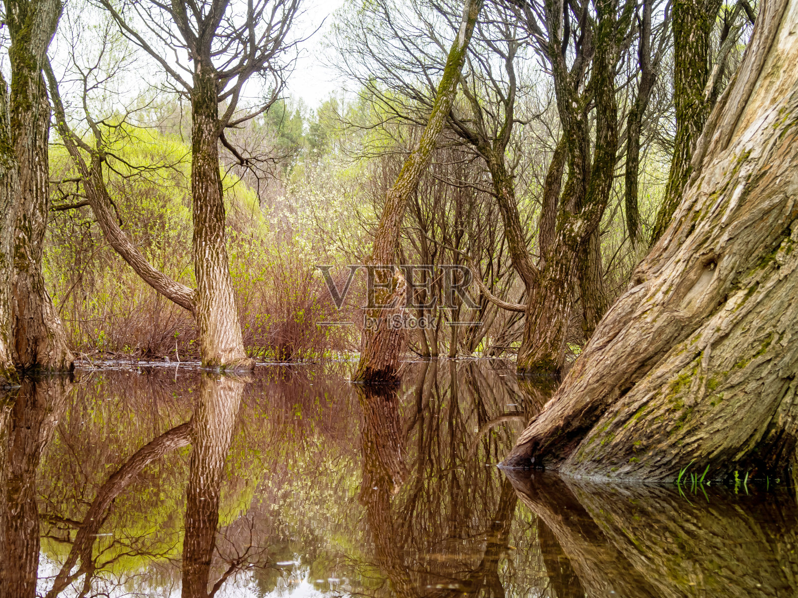 森林里的树浸在水里。洪水,春天。照片摄影图片