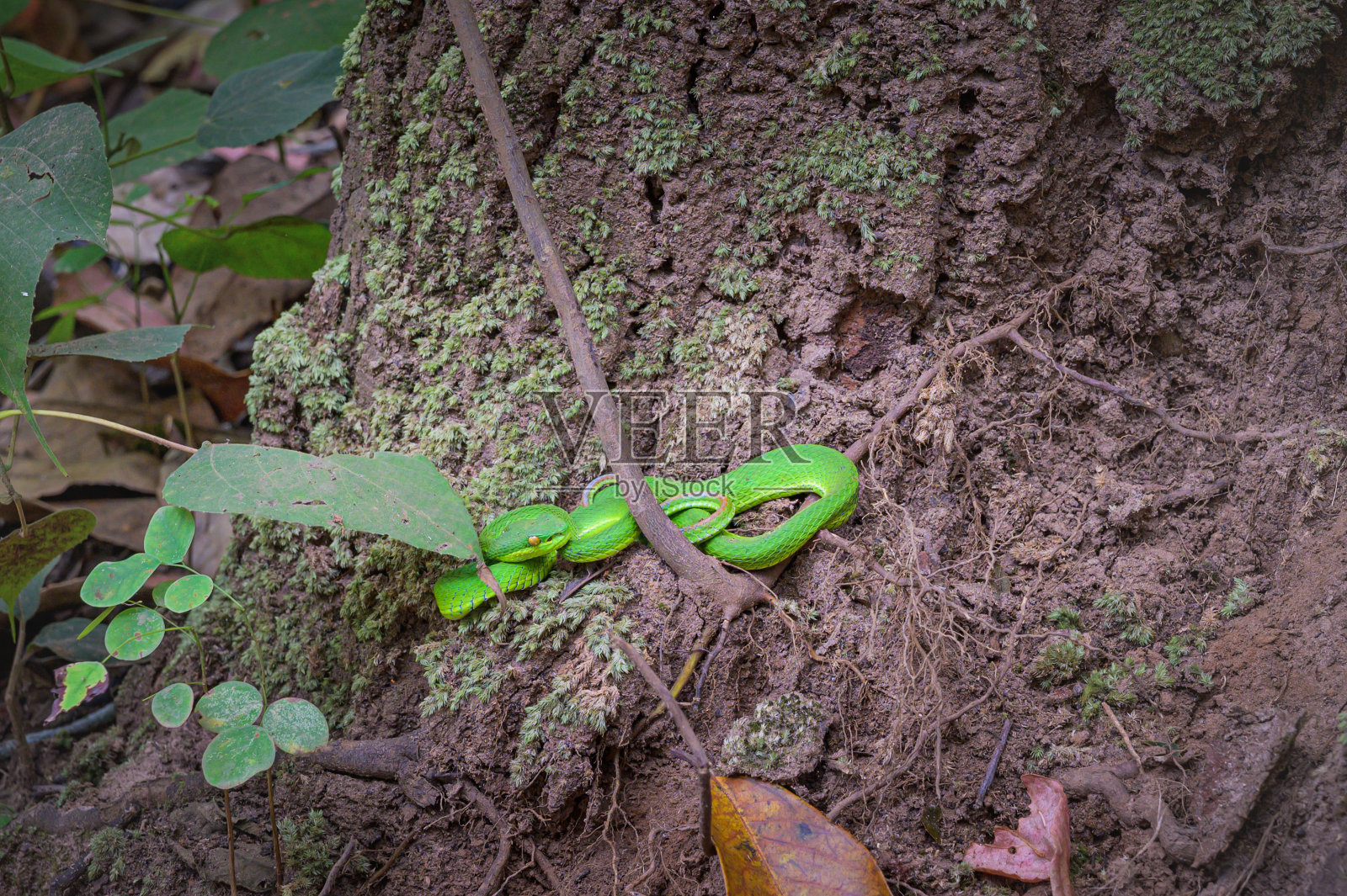 白唇树蝰蛇照片摄影图片