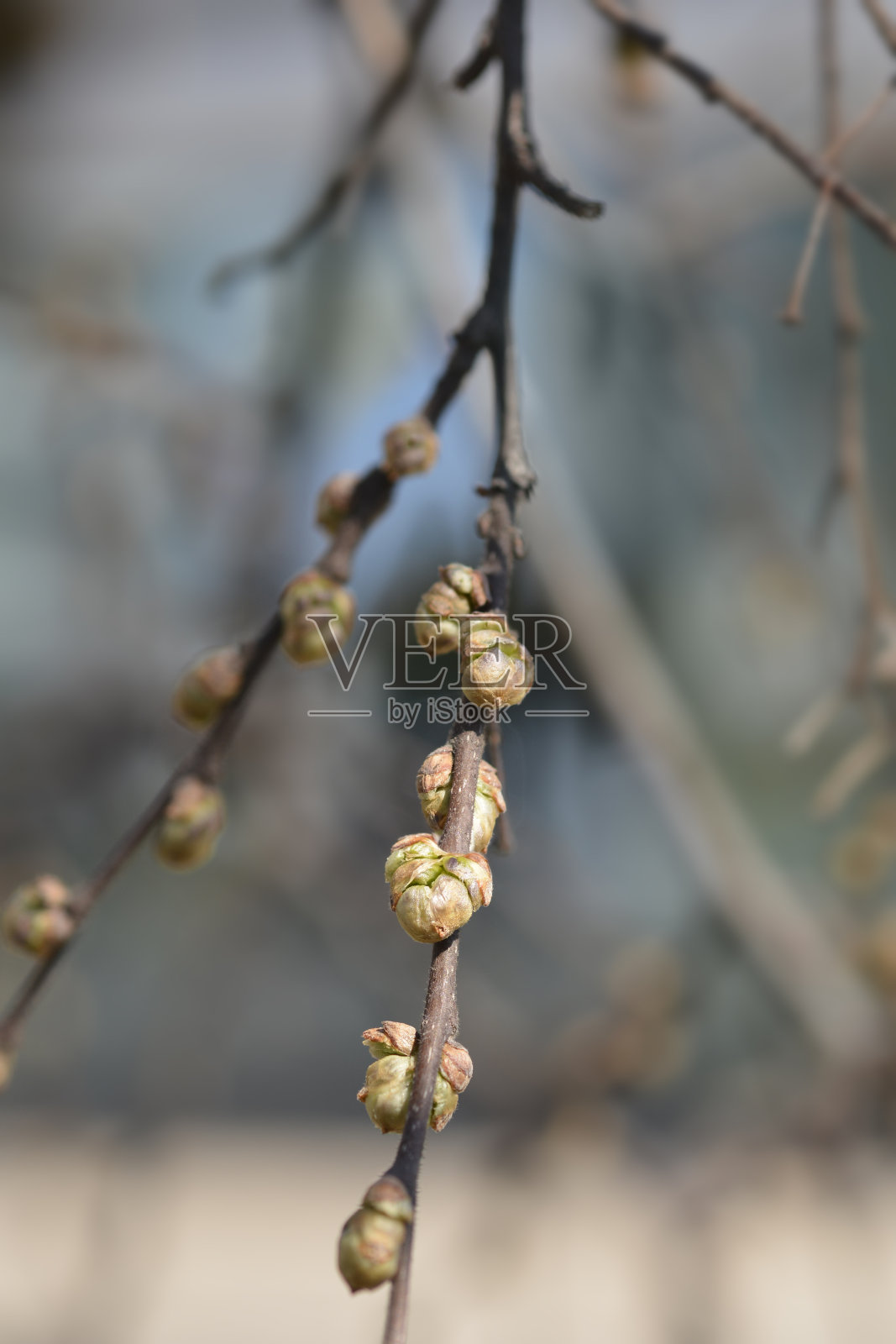 常见的朴树照片摄影图片