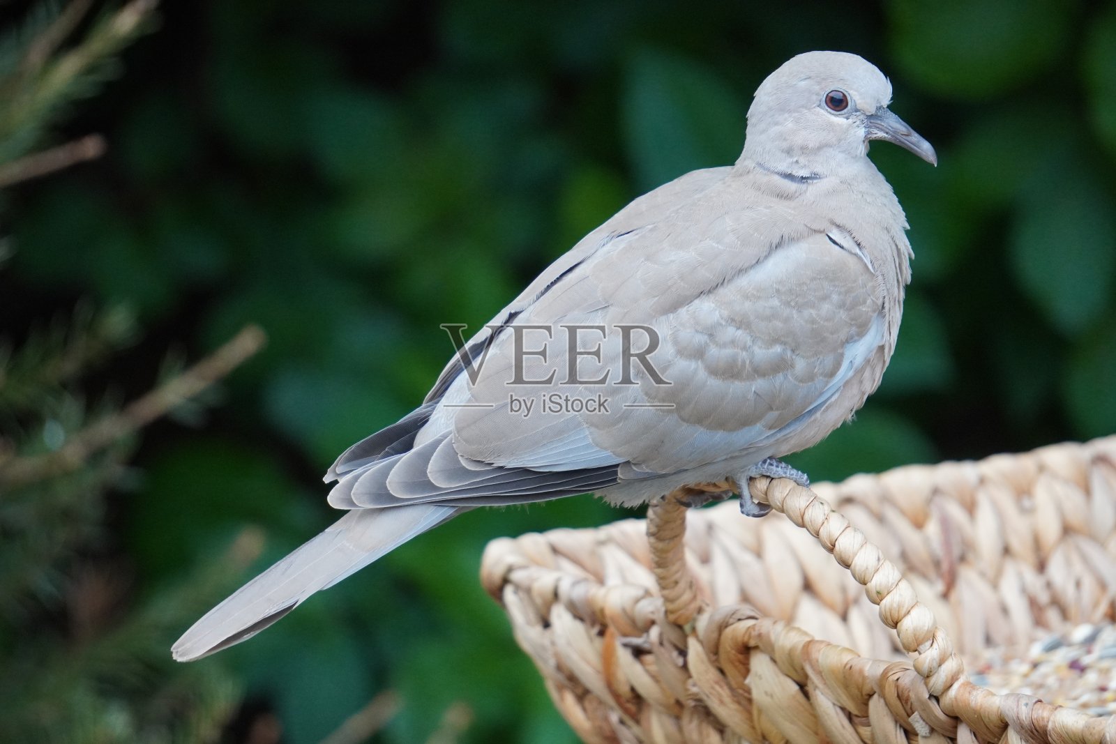 几乎完全成熟的有衣领的鸽子小鸡照片摄影图片