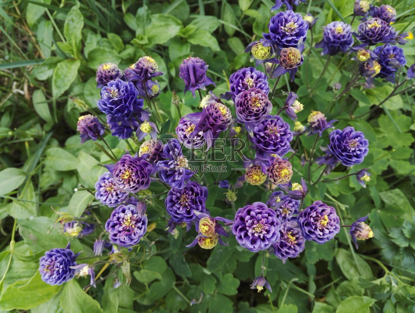 “Christa Barlow”Aquilegia vulgaris的观点照片摄影图片