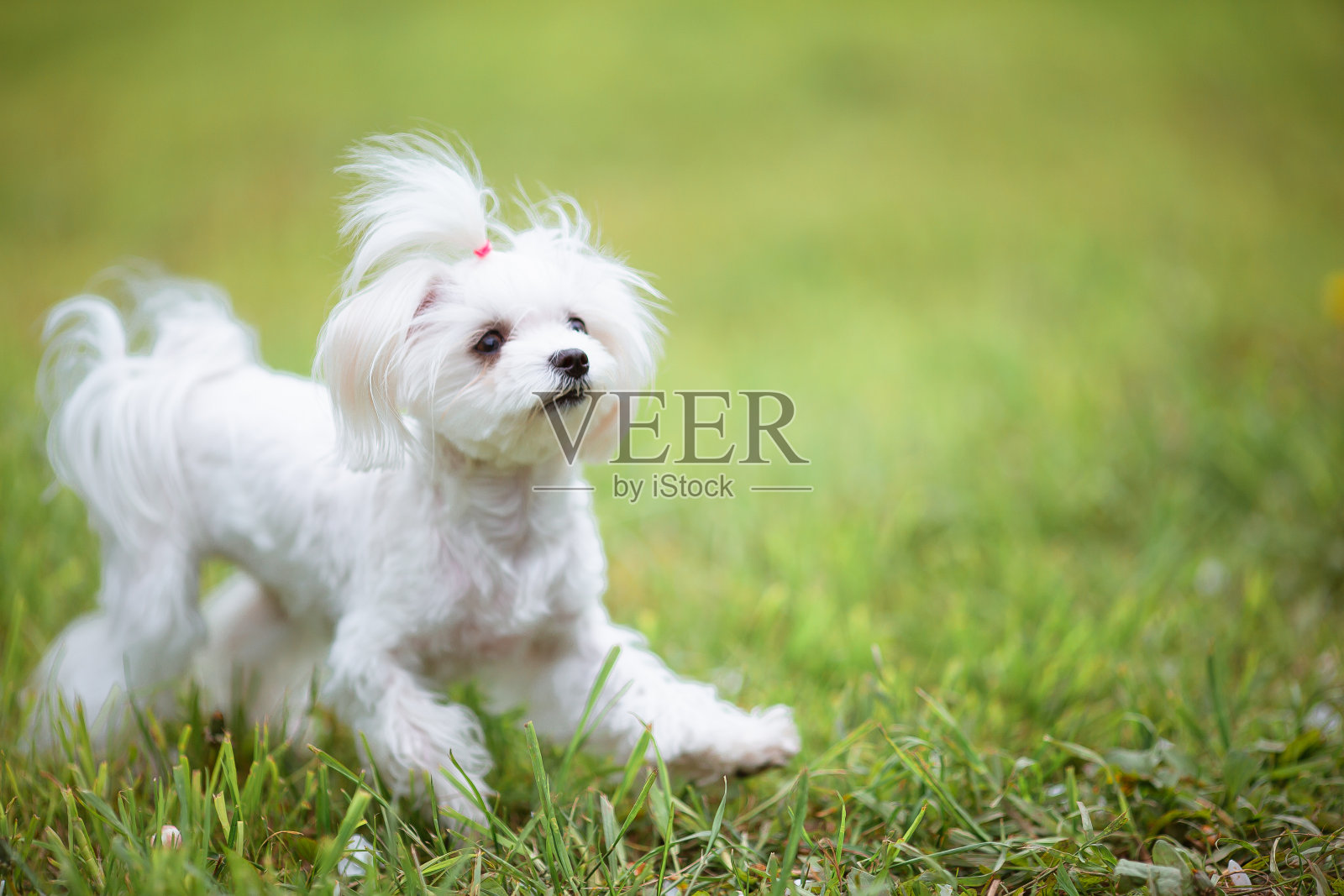 温暖的一天,白色的马耳他小狗在绿草上照片摄影图片