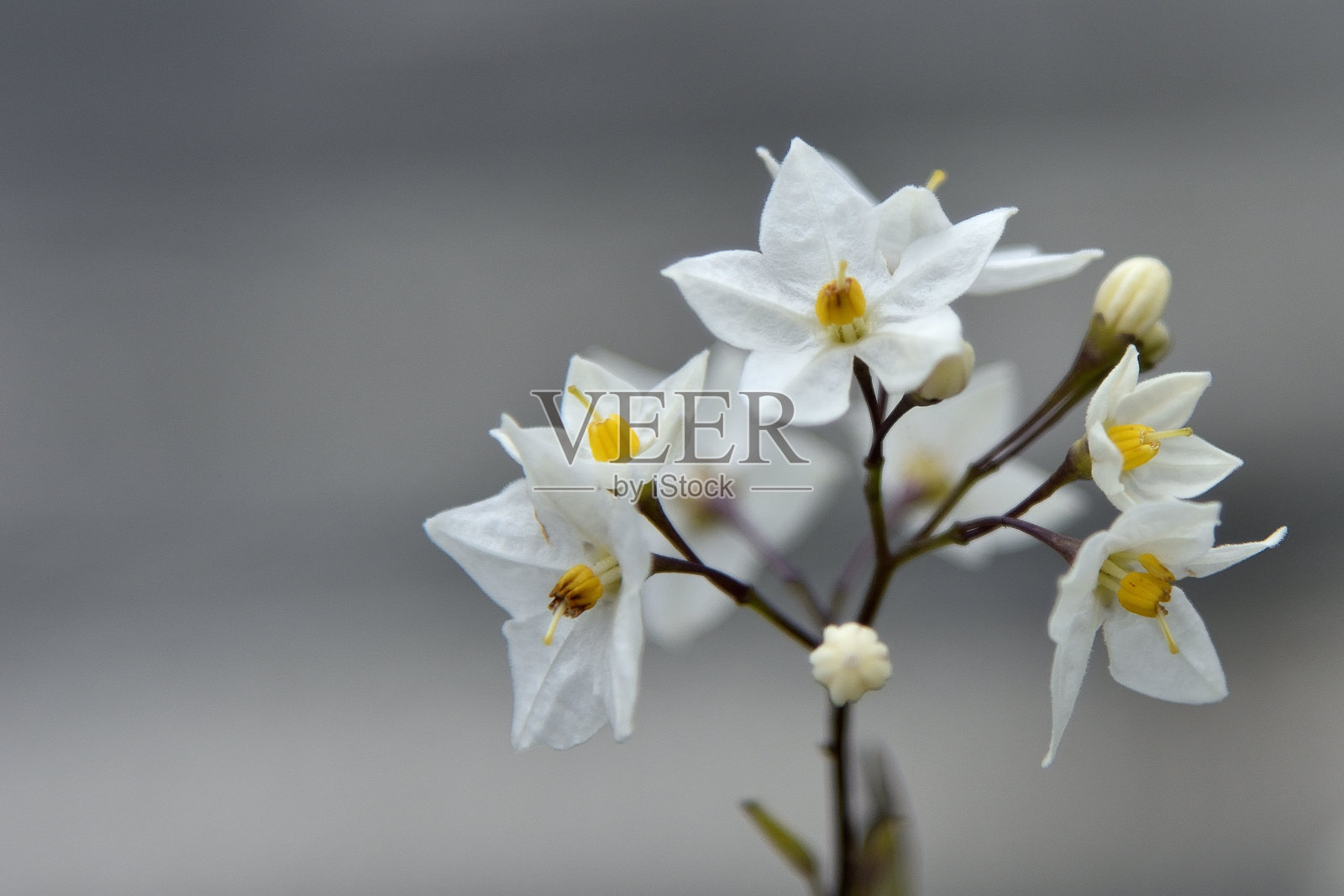 白色和黄色的花照片摄影图片