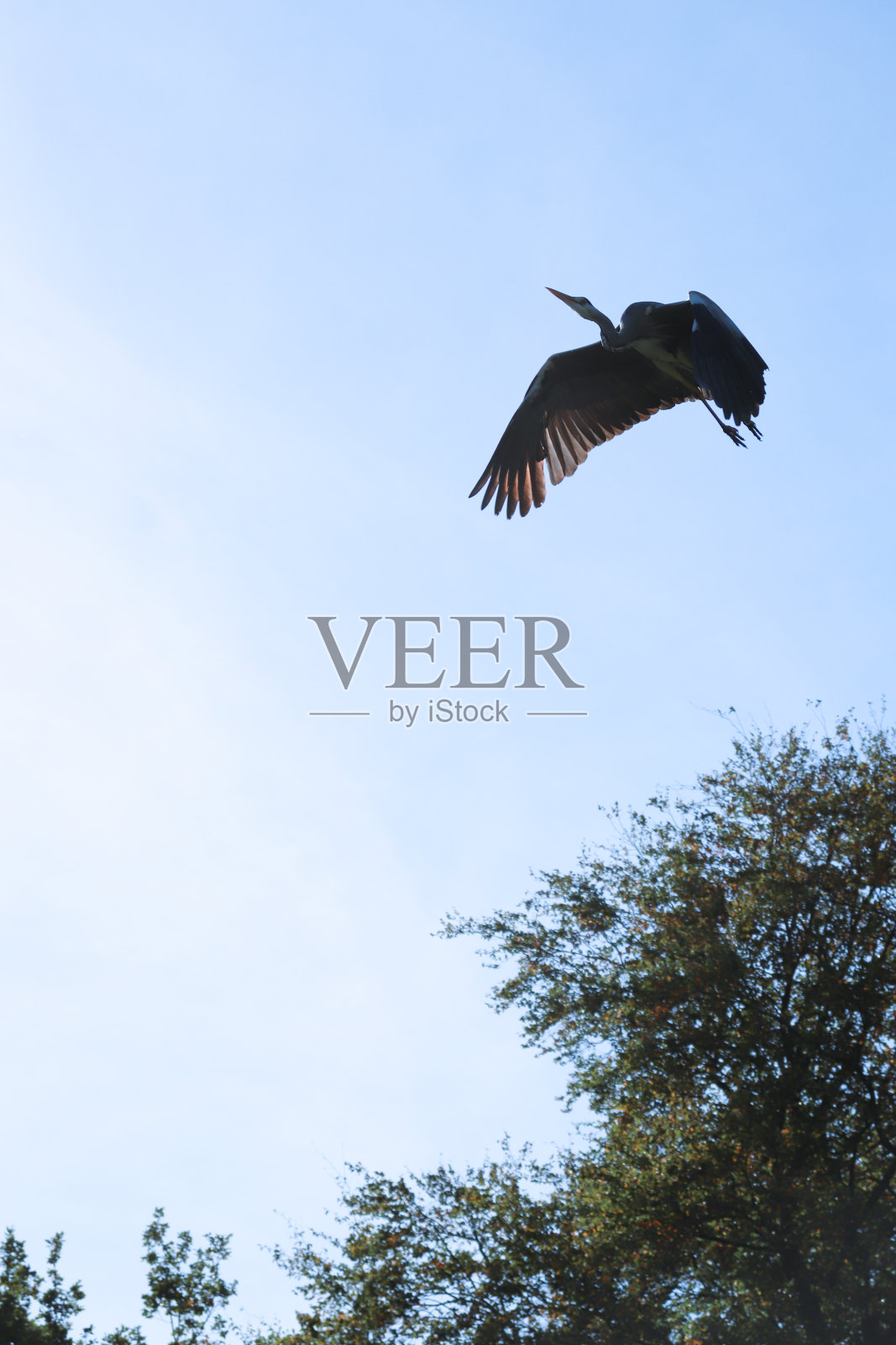 苍鹭在蓝天中飞翔。照片摄影图片