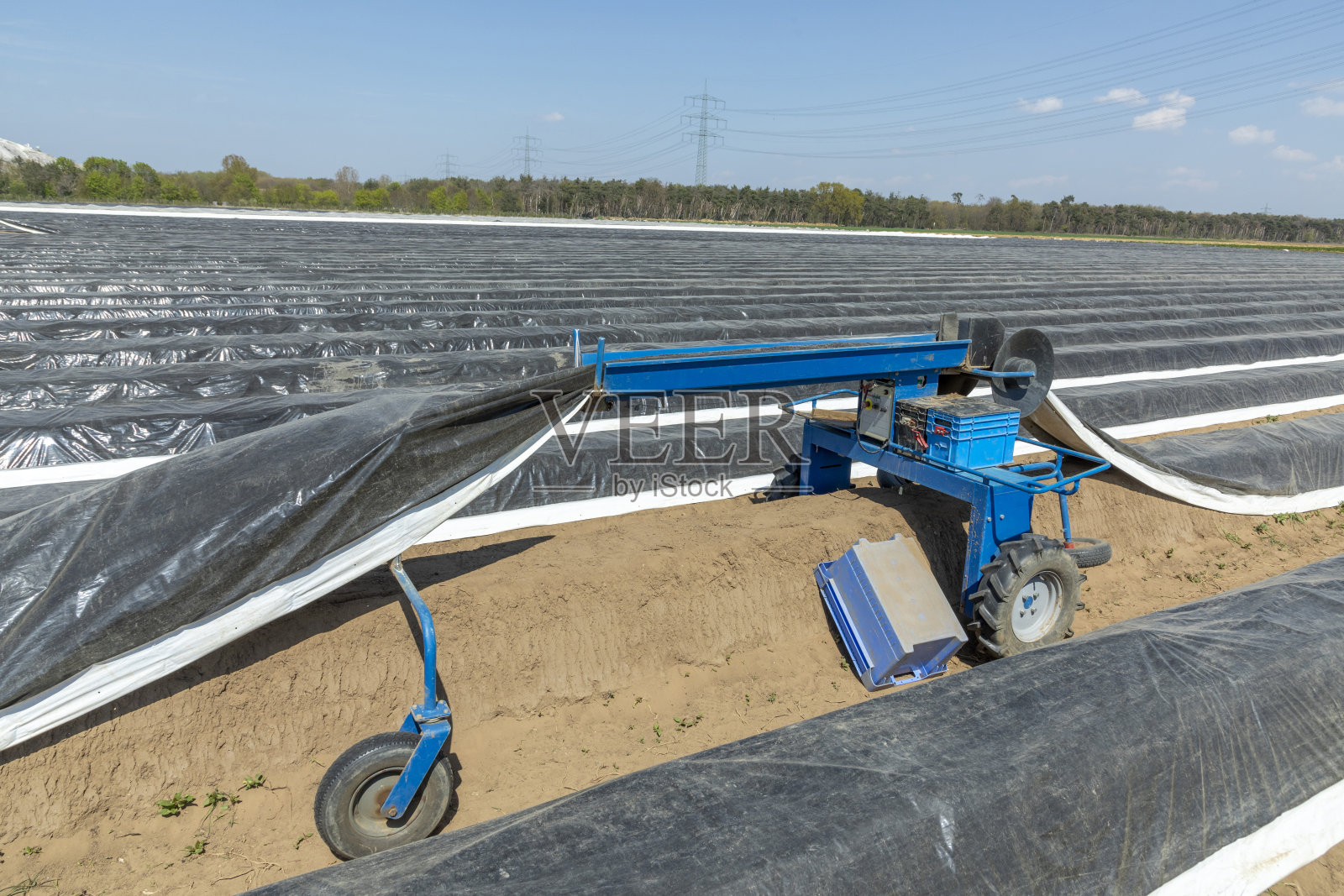 收获机在芦笋地里收获白鲜美味的芦笋照片摄影图片