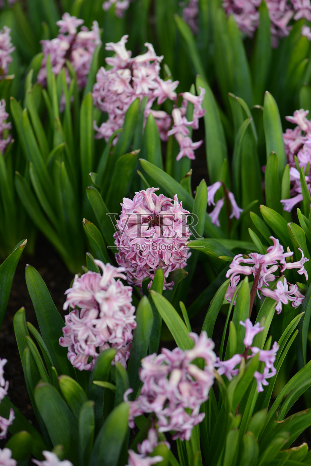风信子品种安娜·丽莎在花园里开花。照片摄影图片