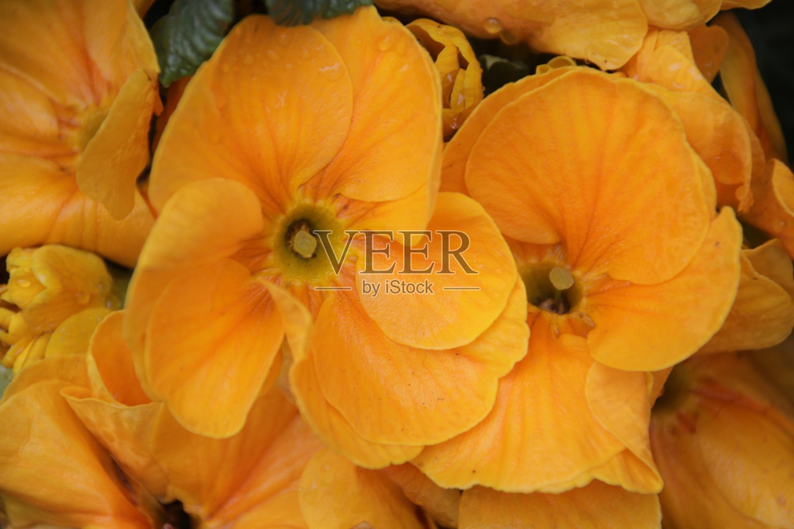 春雨中盛开的黄色樱草花照片摄影图片