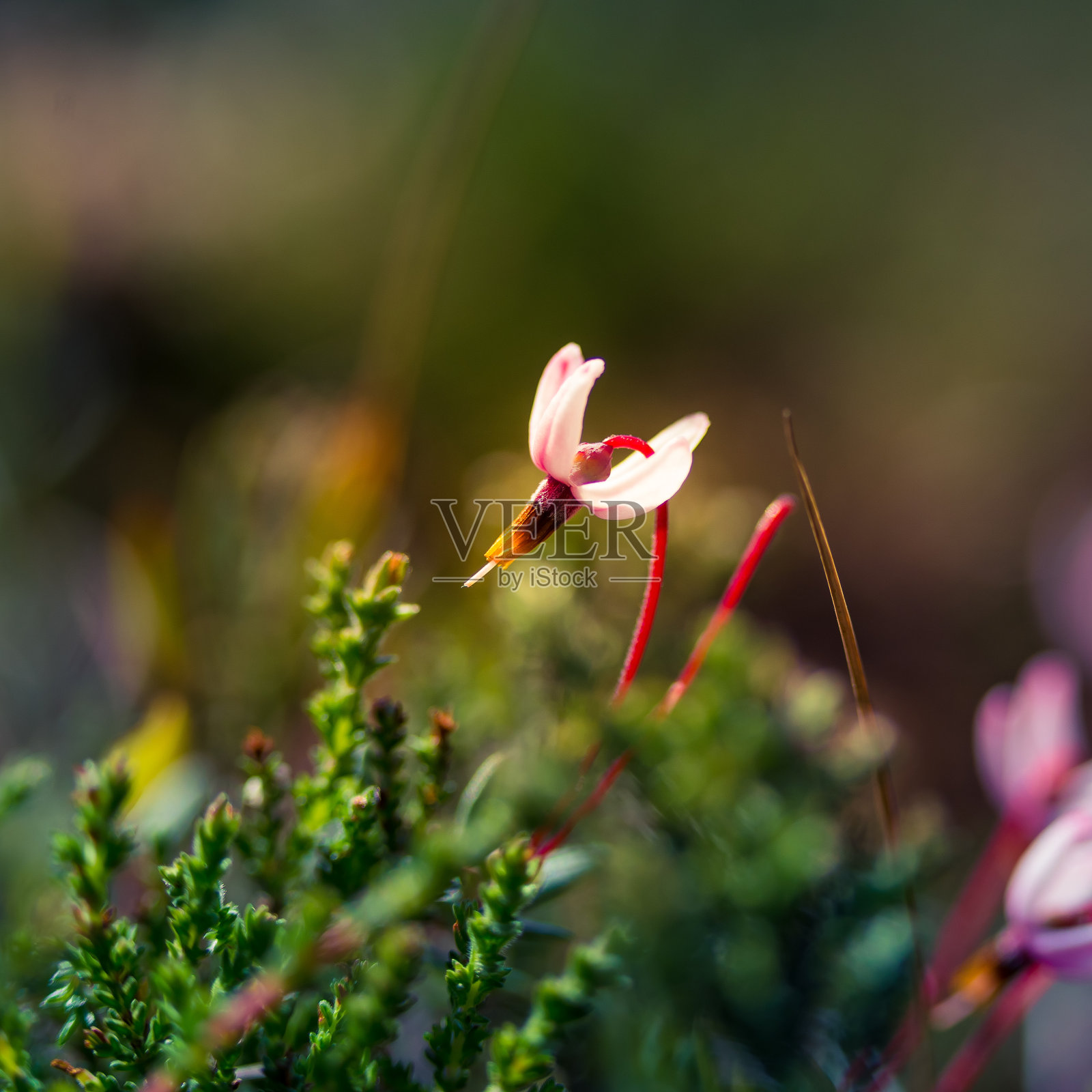 美丽的粉红色蔓越莓花盛开在森林的地面上。照片摄影图片