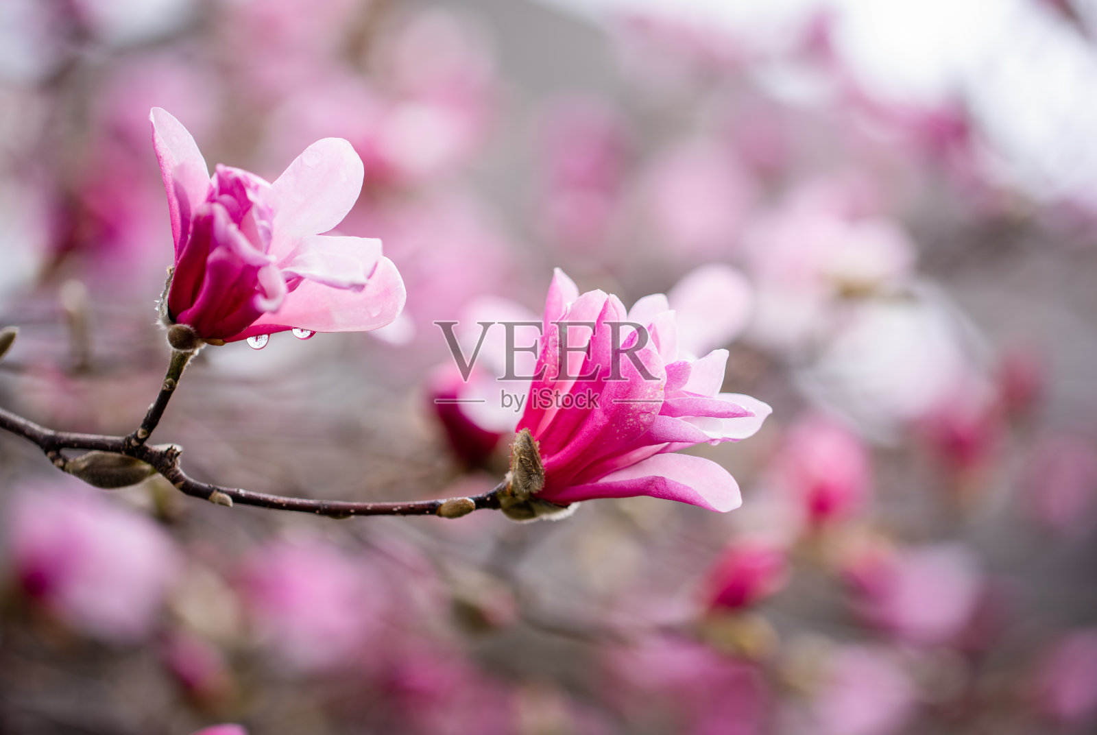 春天,粉红色的玉兰花在树枝上盛开。照片摄影图片