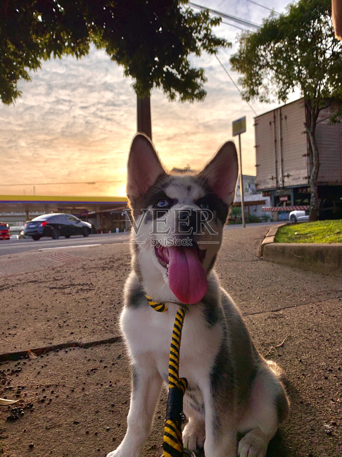 狗哈士奇小狗照片摄影图片