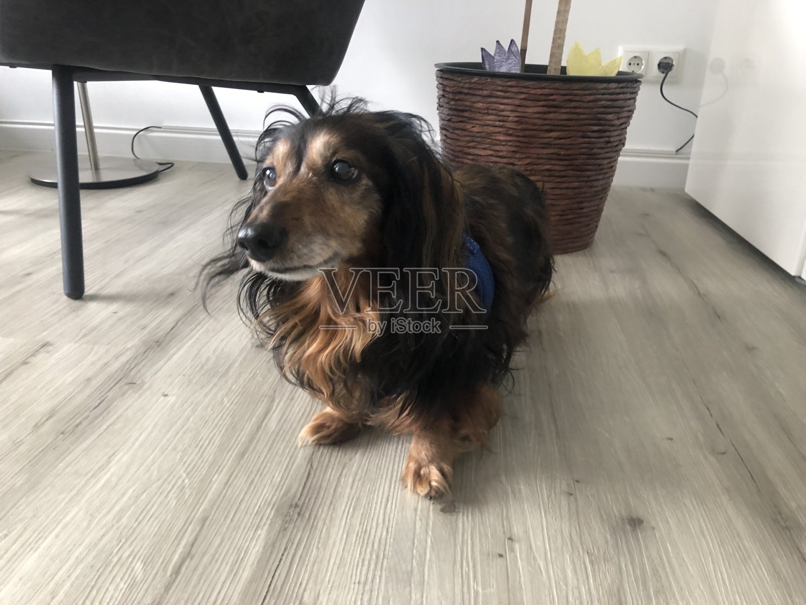 可爱的迷你长毛腊肠犬照片摄影图片