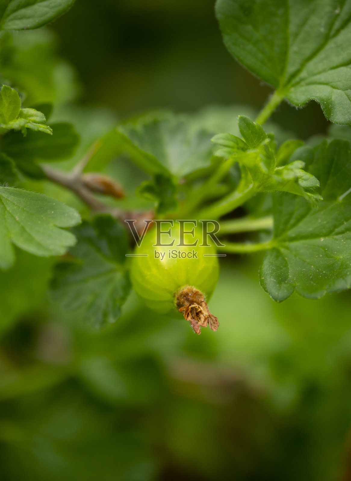 在希腊的灌木丛中成熟的醋栗浆果照片摄影图片