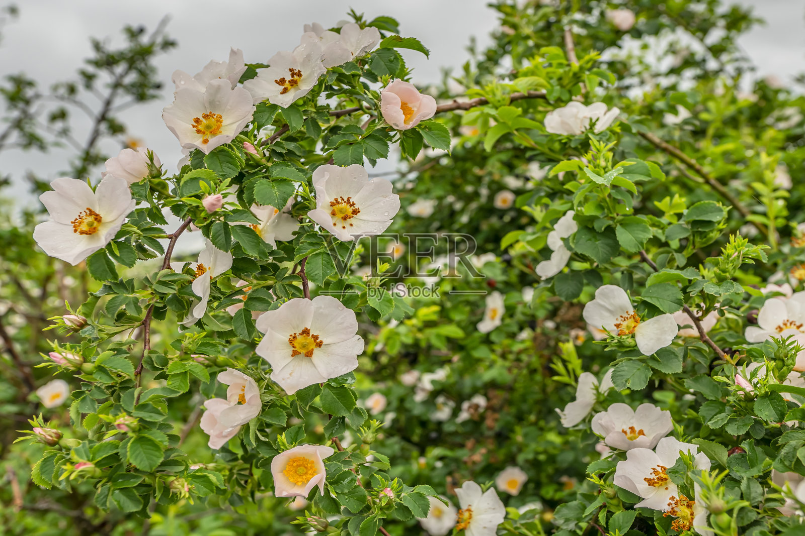盛开的玫瑰。犬蔷薇的花。Rosa canina,在春天照片摄影图片