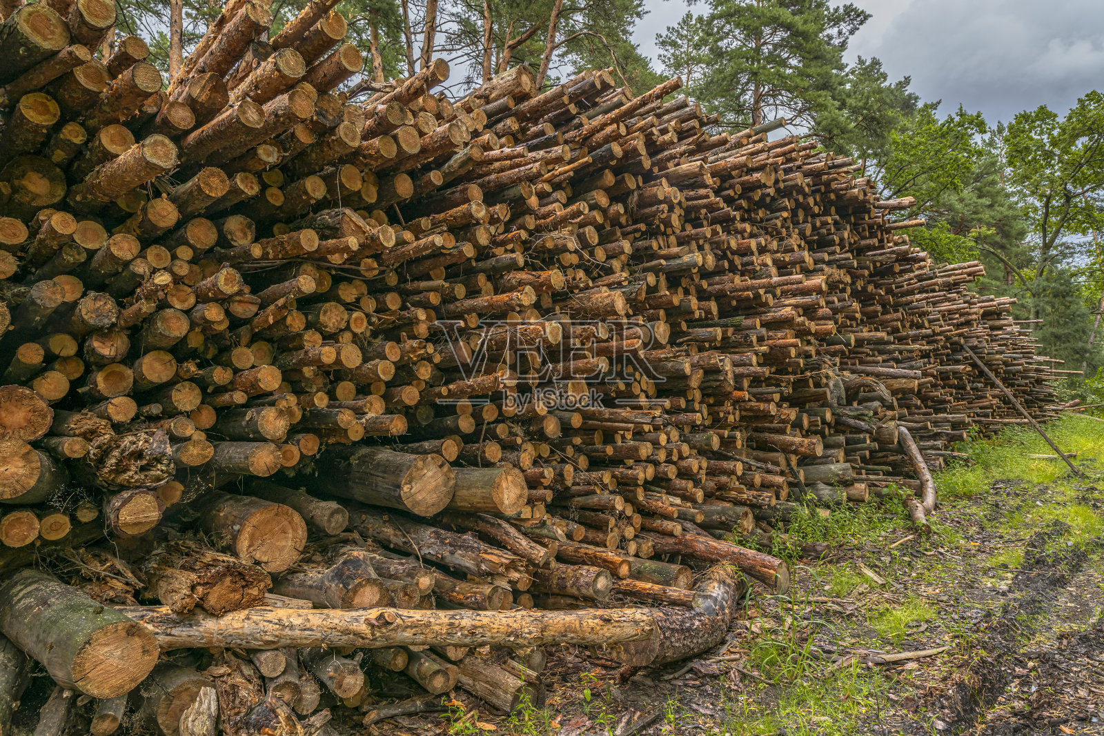 砍伐森林的概念。砍伐森林后的树桩、原木和树枝照片摄影图片
