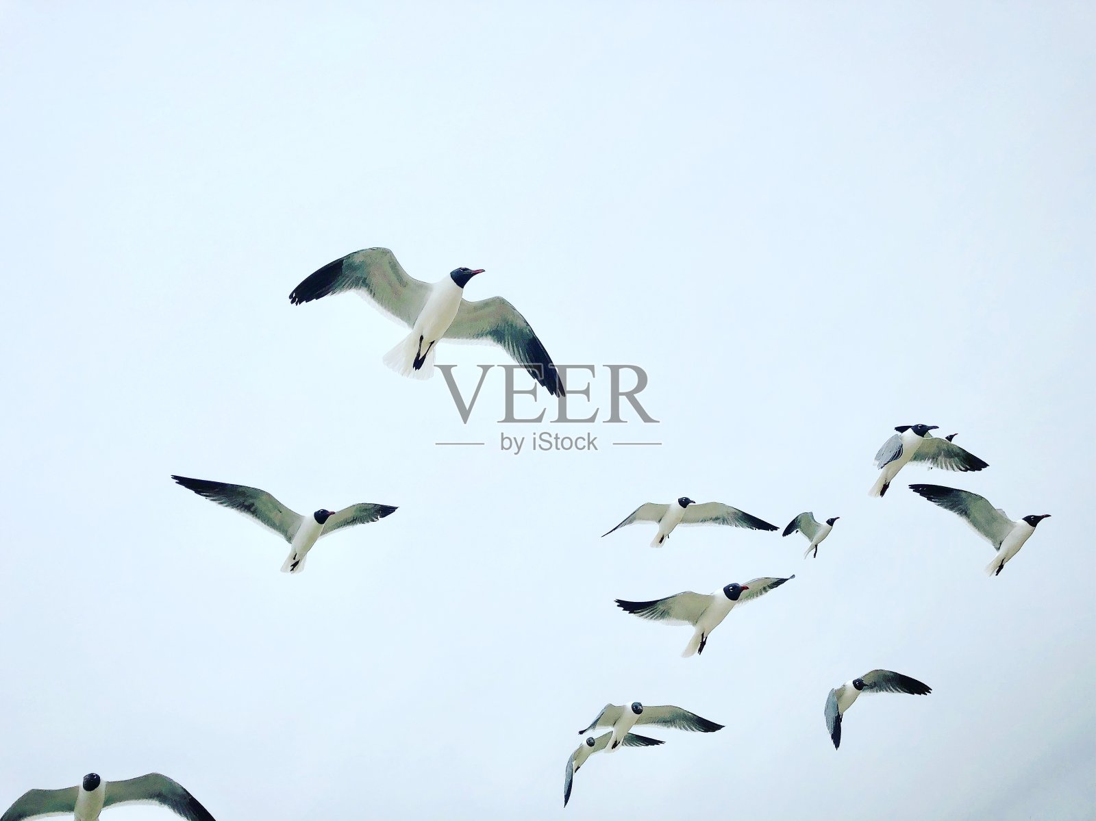 鸟类飞行的上面照片摄影图片