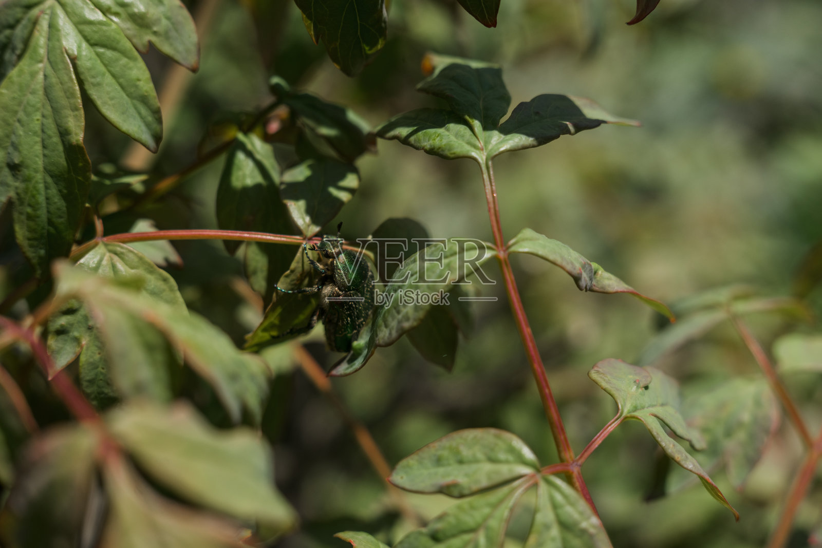 大的绿色甲虫在灌木丛的绿叶上照片摄影图片