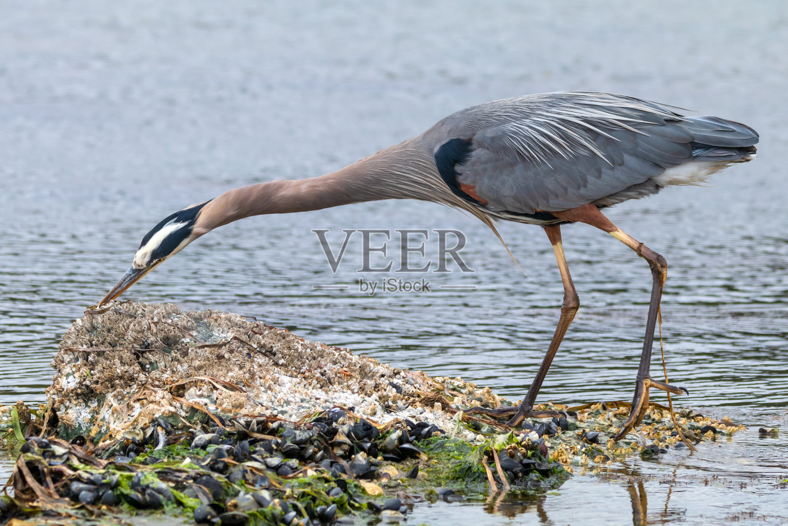 岸边的大蓝鹭照片摄影图片