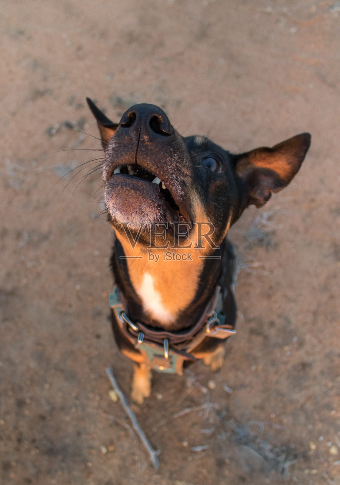 一只黑色的狗倾斜着它的头,集中注意力。照片摄影图片