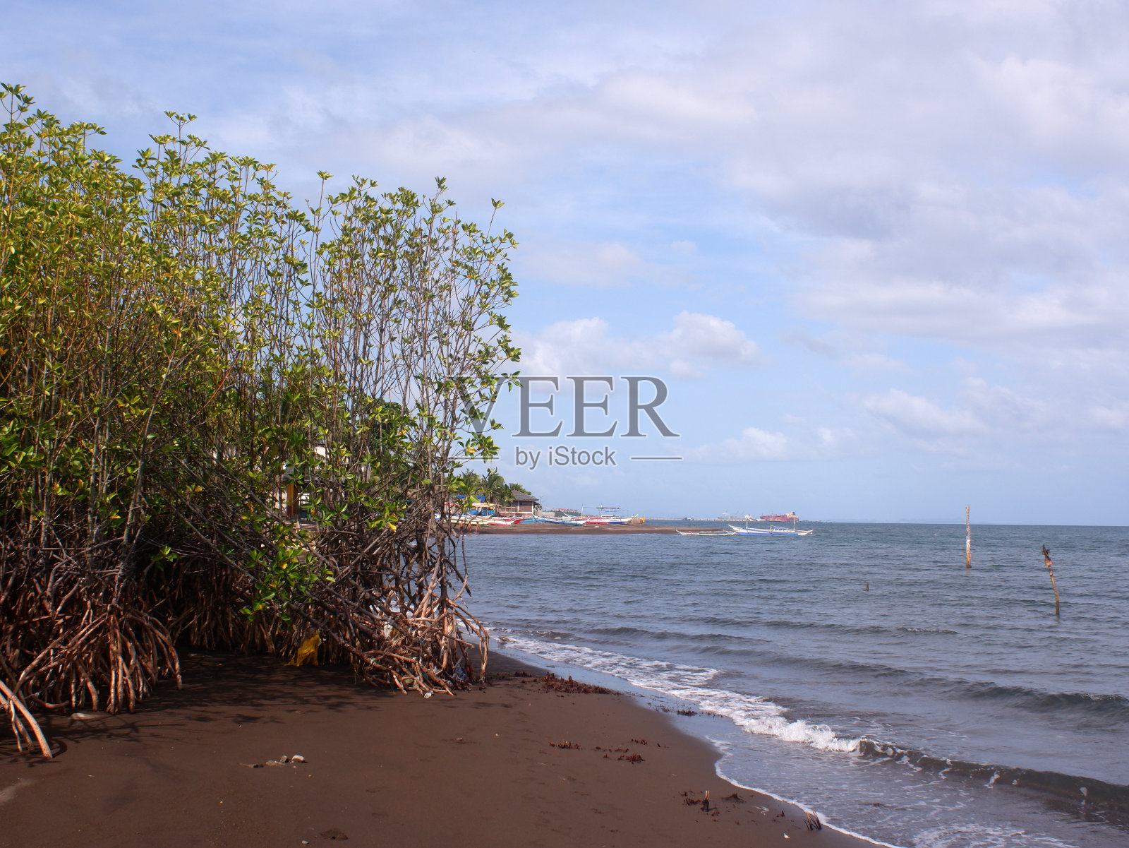 一场强烈的台风风暴淹没了岸边的小红树照片摄影图片