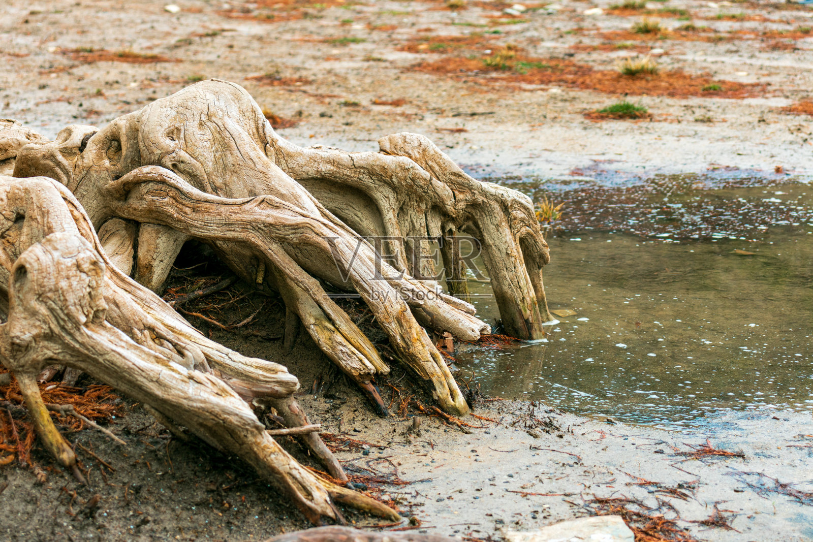 摘要,柏树根部照片摄影图片