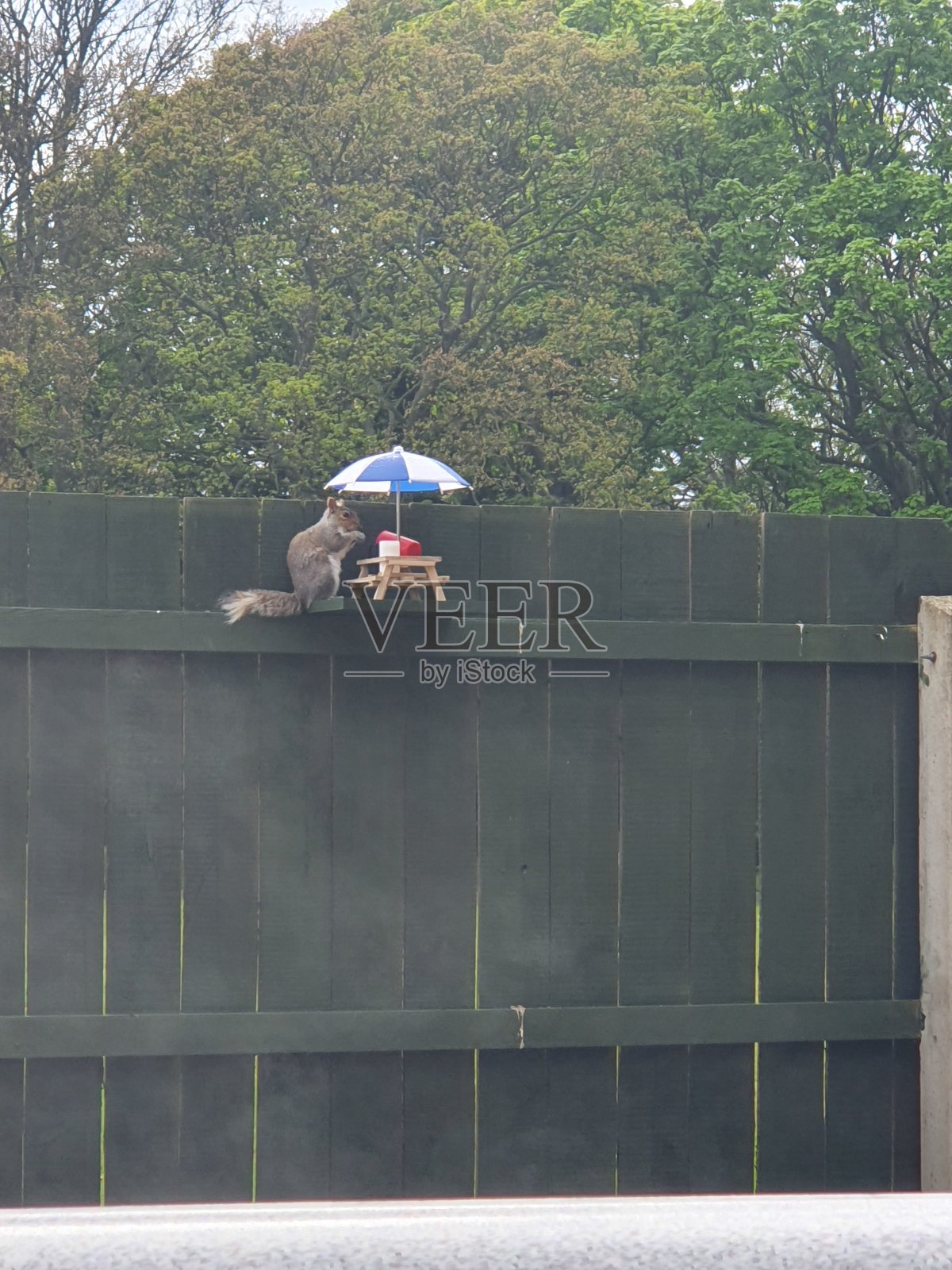 松鼠喝茶照片摄影图片