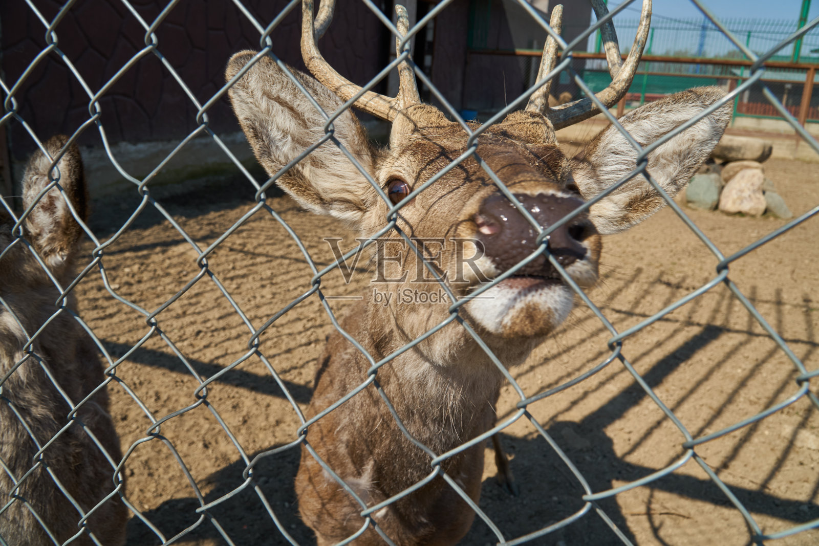 鹿在动物园的铁栏后面。野生动物失去控制。喇嘛。麋鹿。照片摄影图片