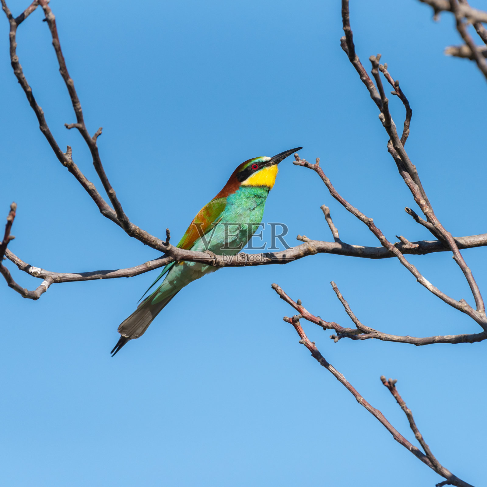 欧洲食蜂雀。坐在树枝上,对着天空照片摄影图片