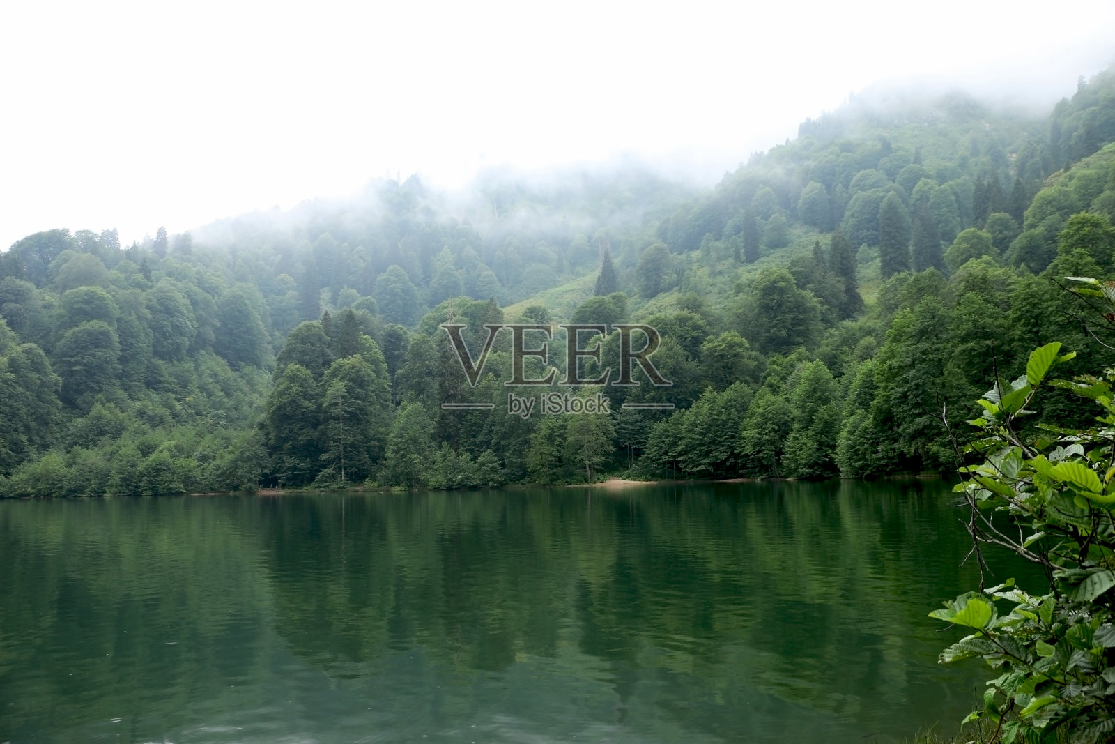 卡拉戈尔自然公园和周围的森林,树木上有雾照片摄影图片