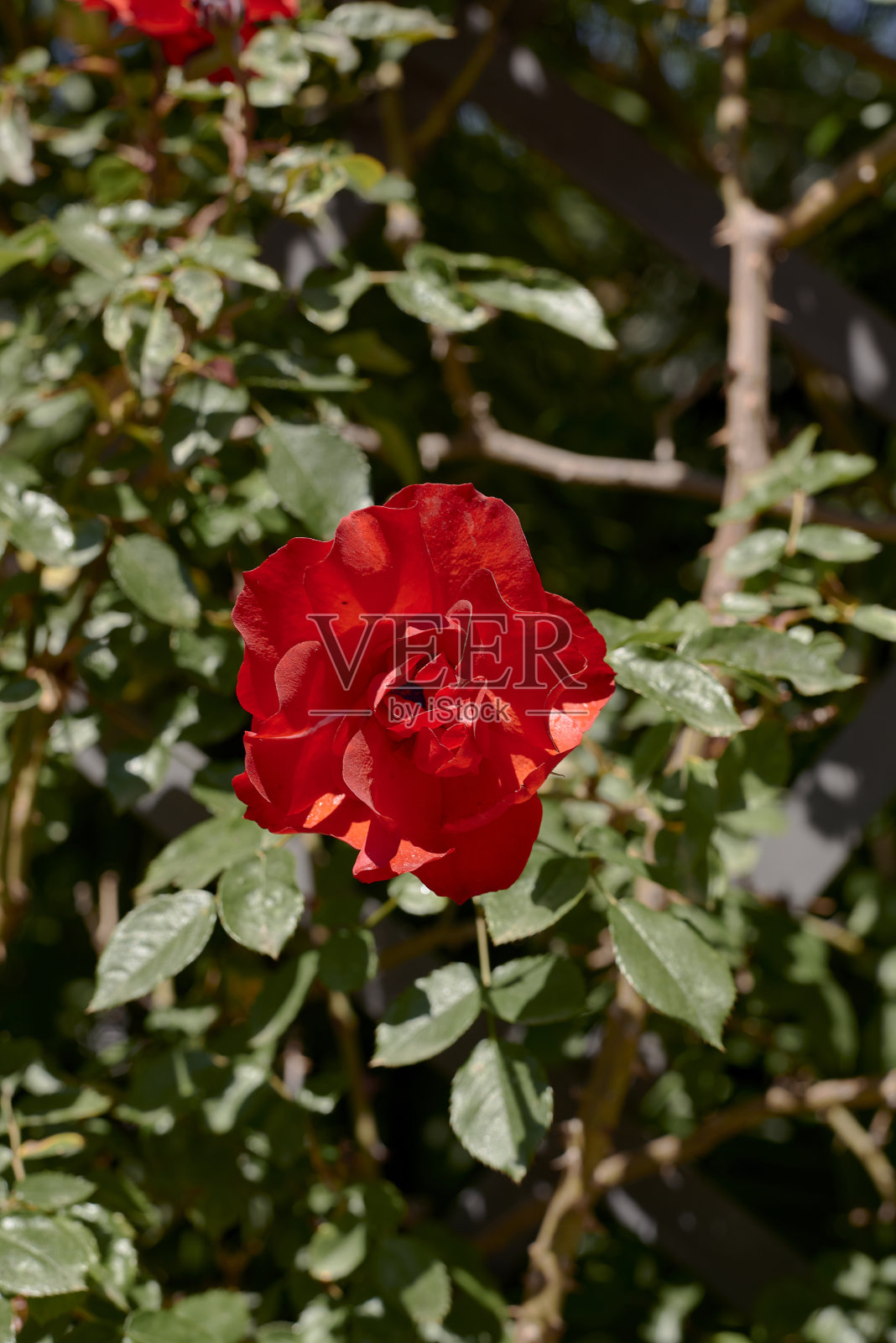 一朵红花,在玫瑰丛上照片摄影图片